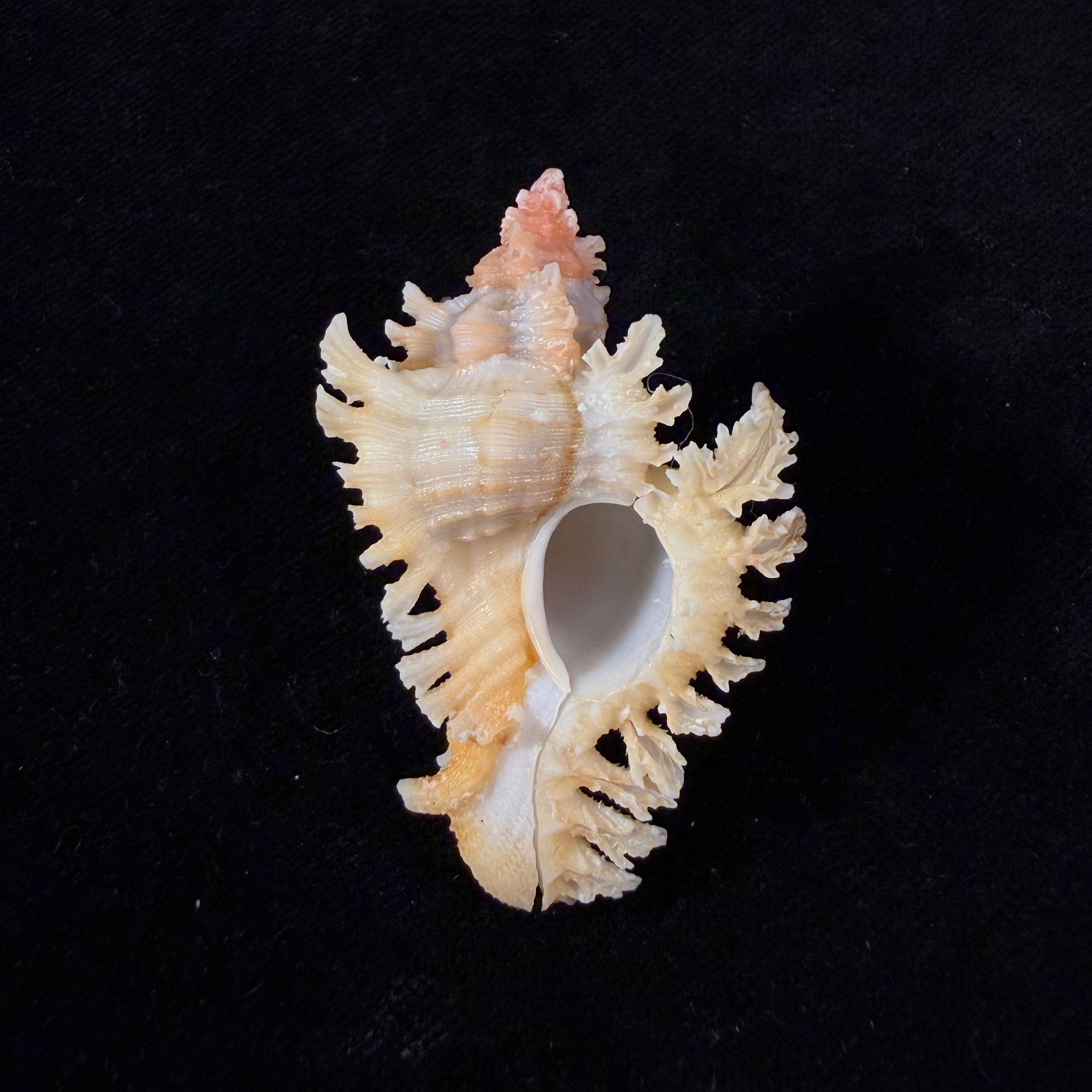 Chicoreus rachelcarsonae Petuch, 1987 - 52,1mm