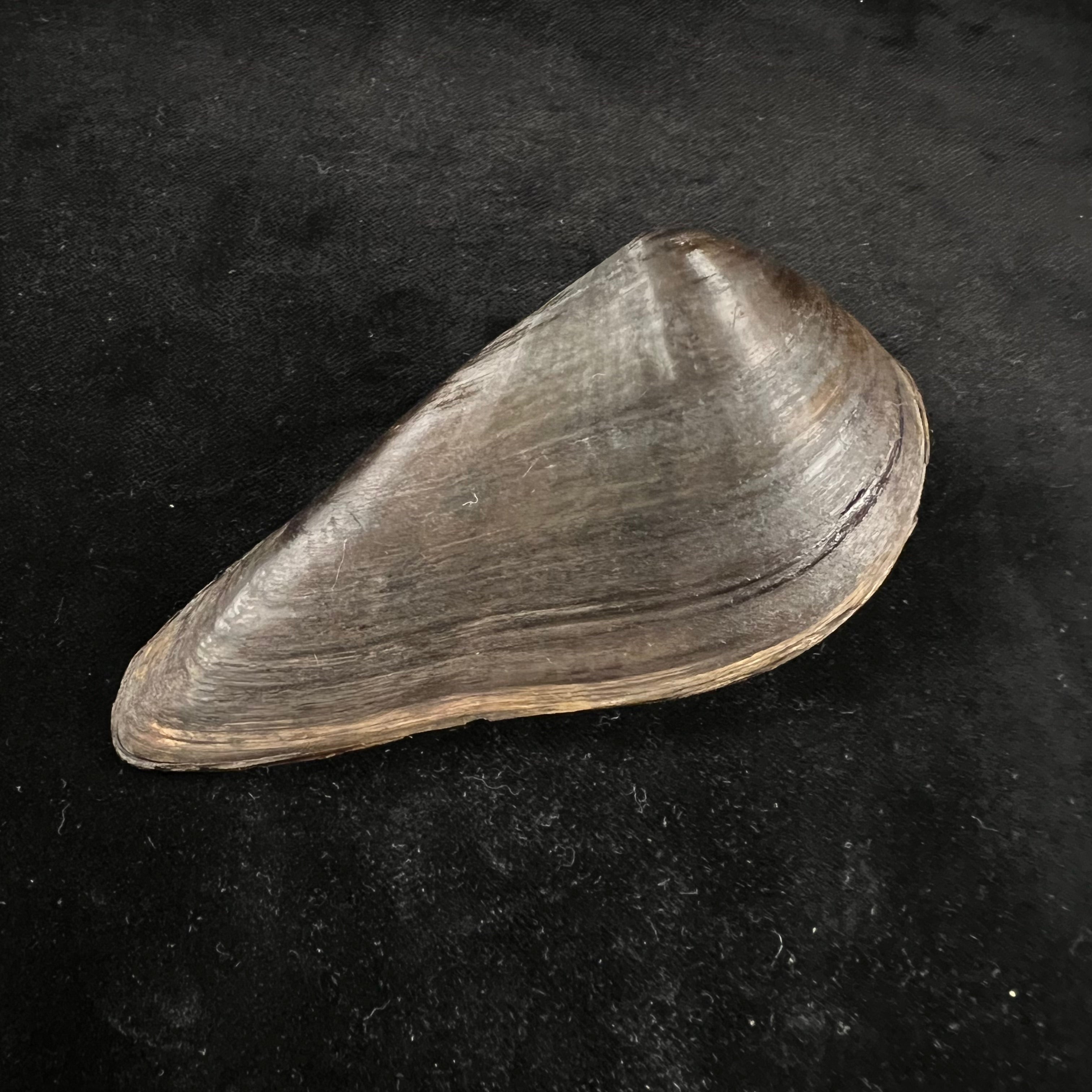 Pseudocuneopsis capitata (Heude, 1874) - 104mm