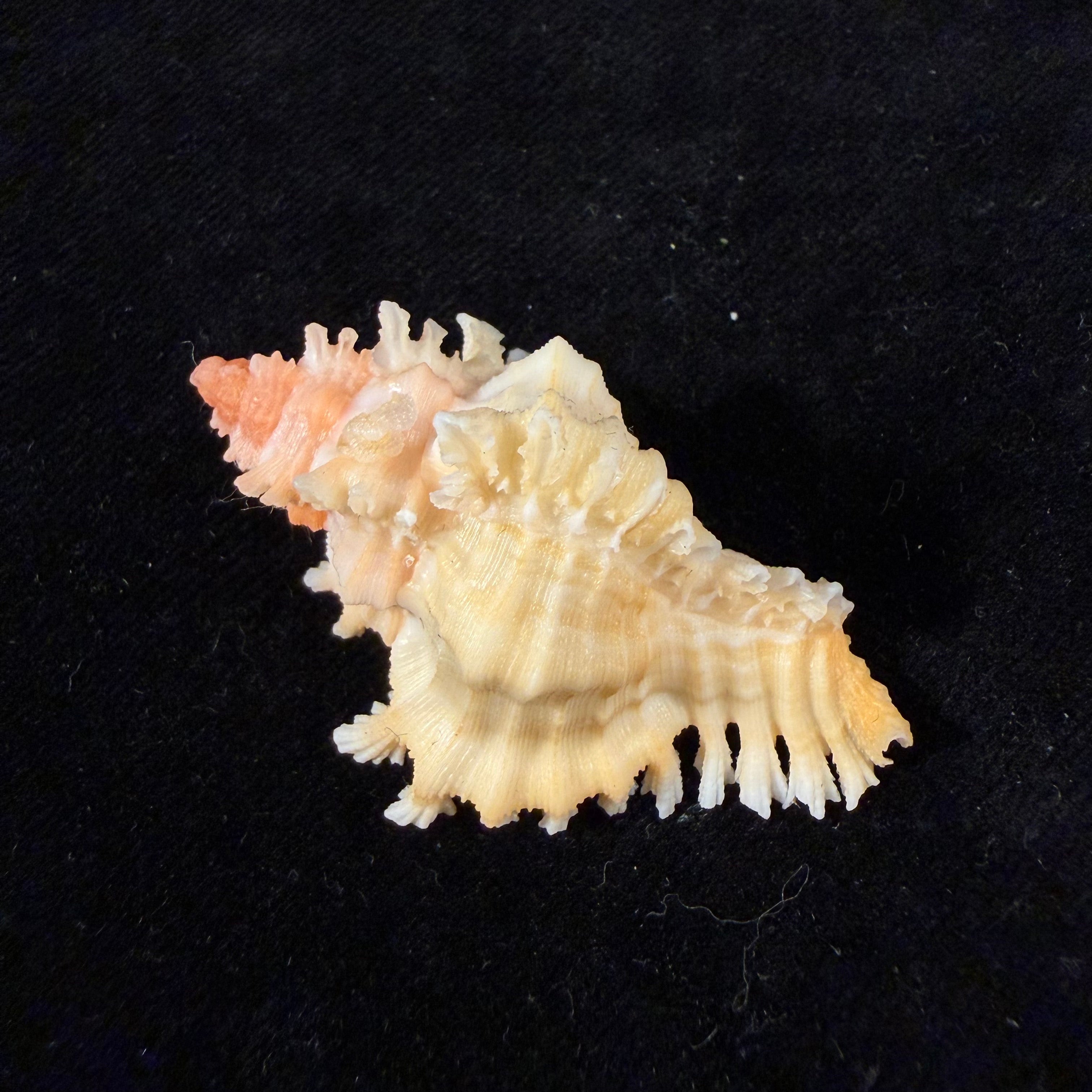 Chicoreus rachelcarsonae Petuch, 1987 - 46mm