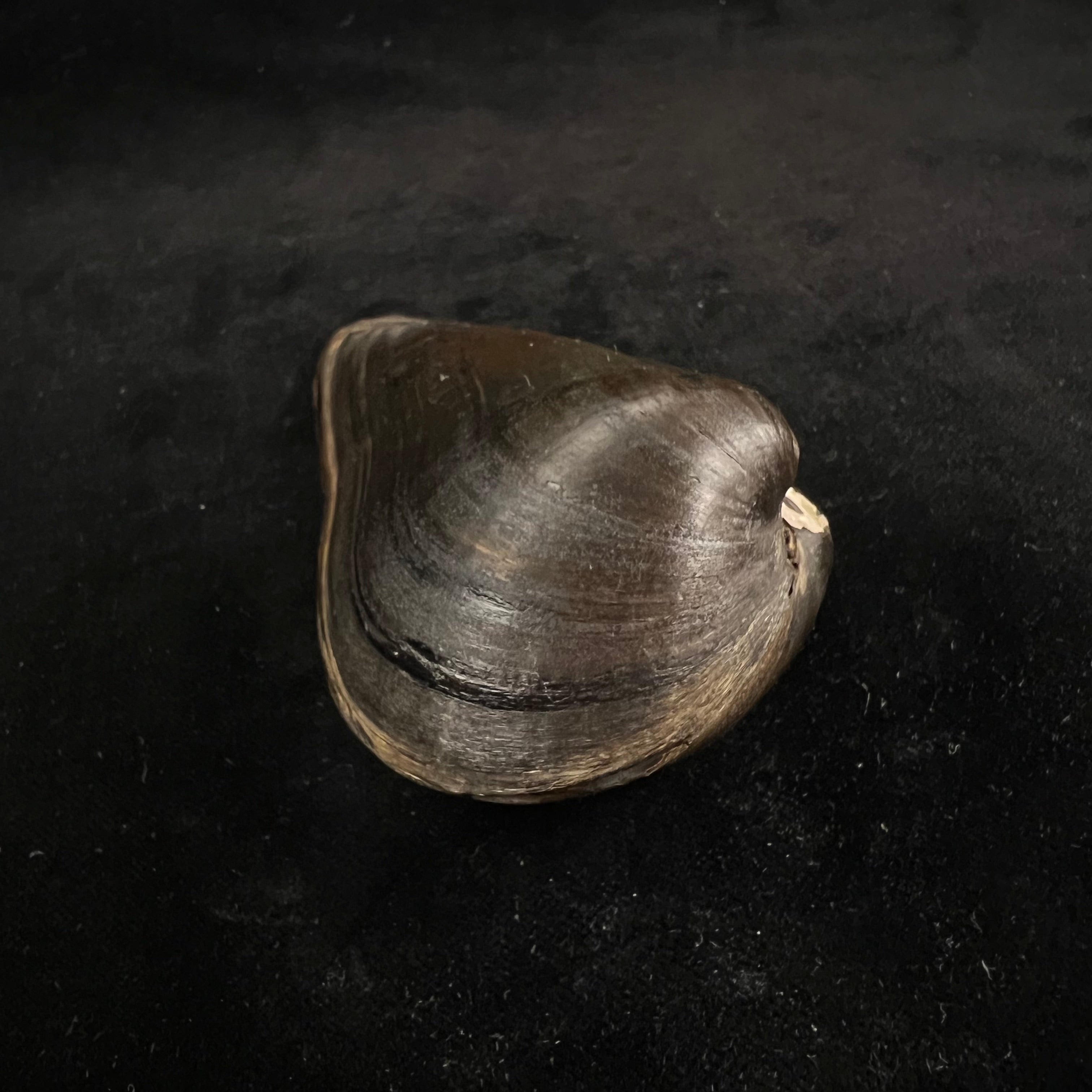 Pseudocuneopsis capitata (Heude, 1874) - 104mm