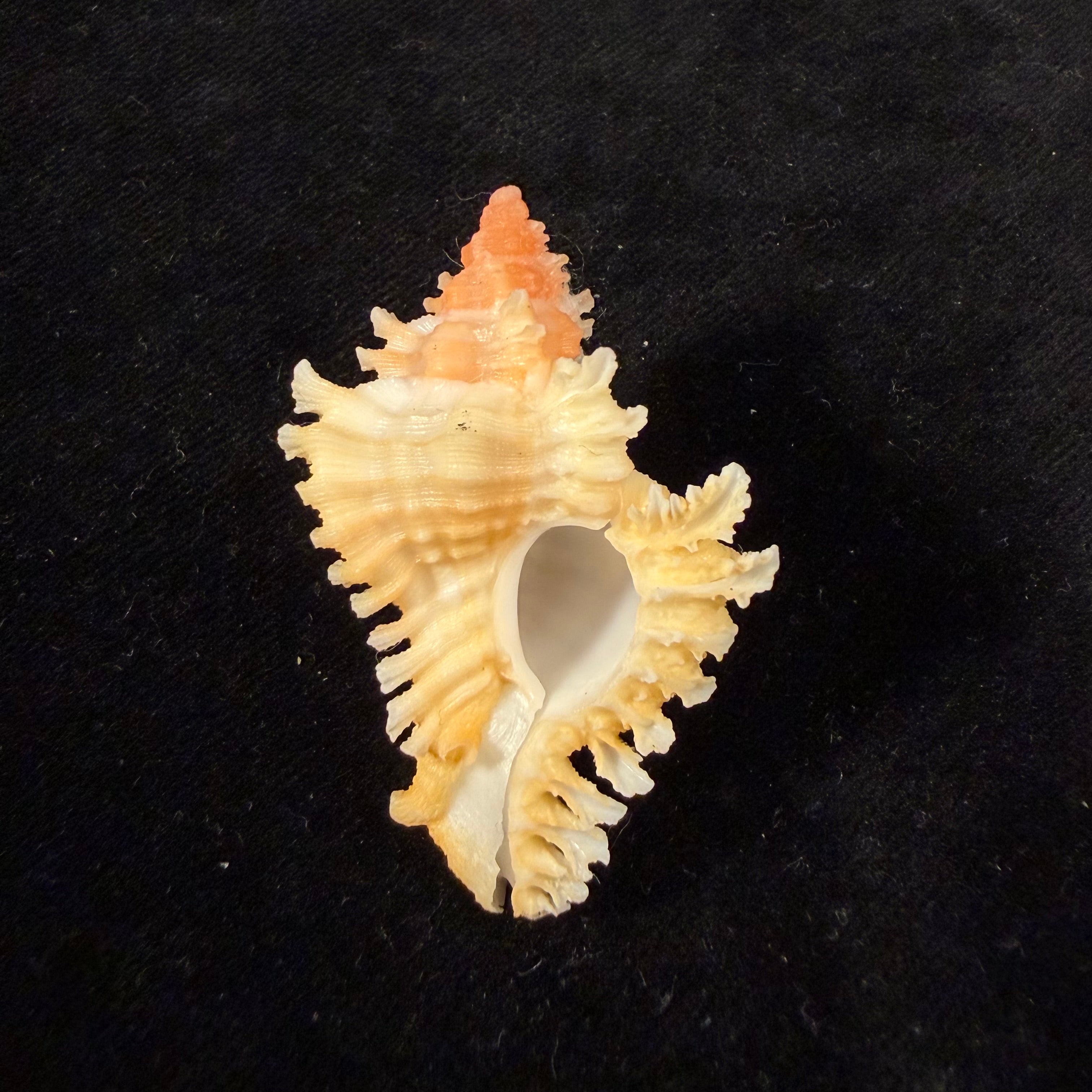 Chicoreus rachelcarsonae Petuch, 1987 - 46mm