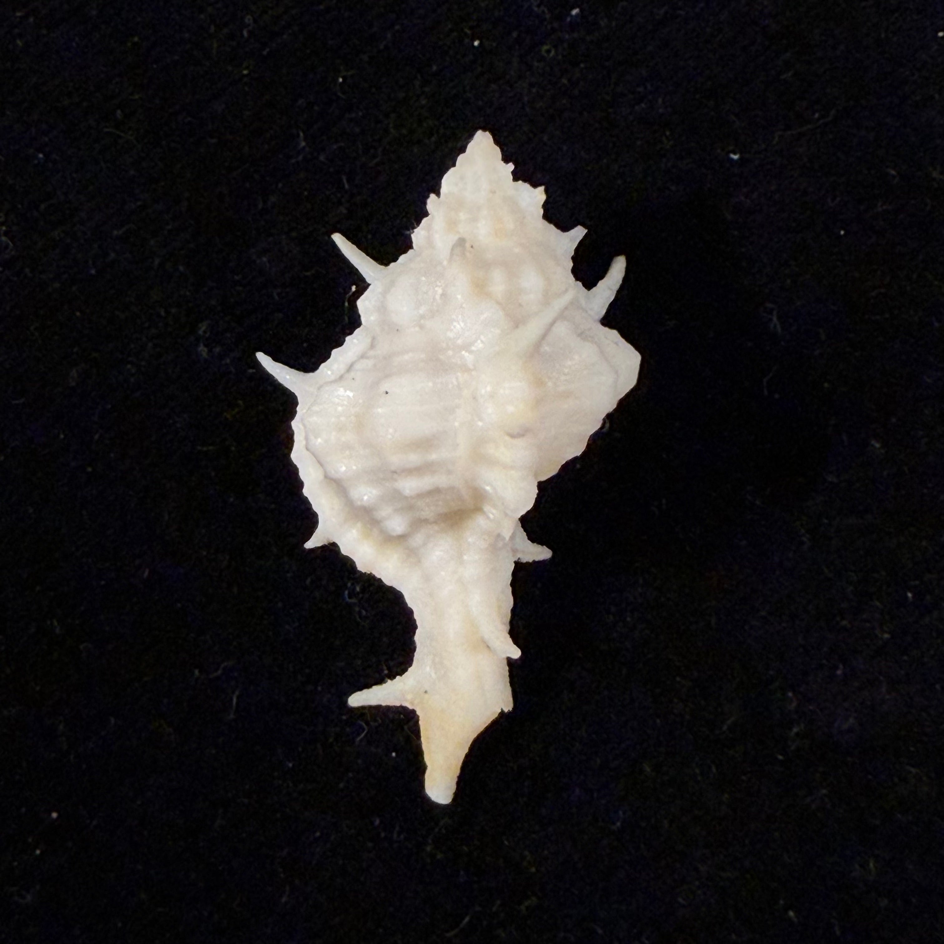 Siratus colellai (Houart, 1999) - 33,2mm