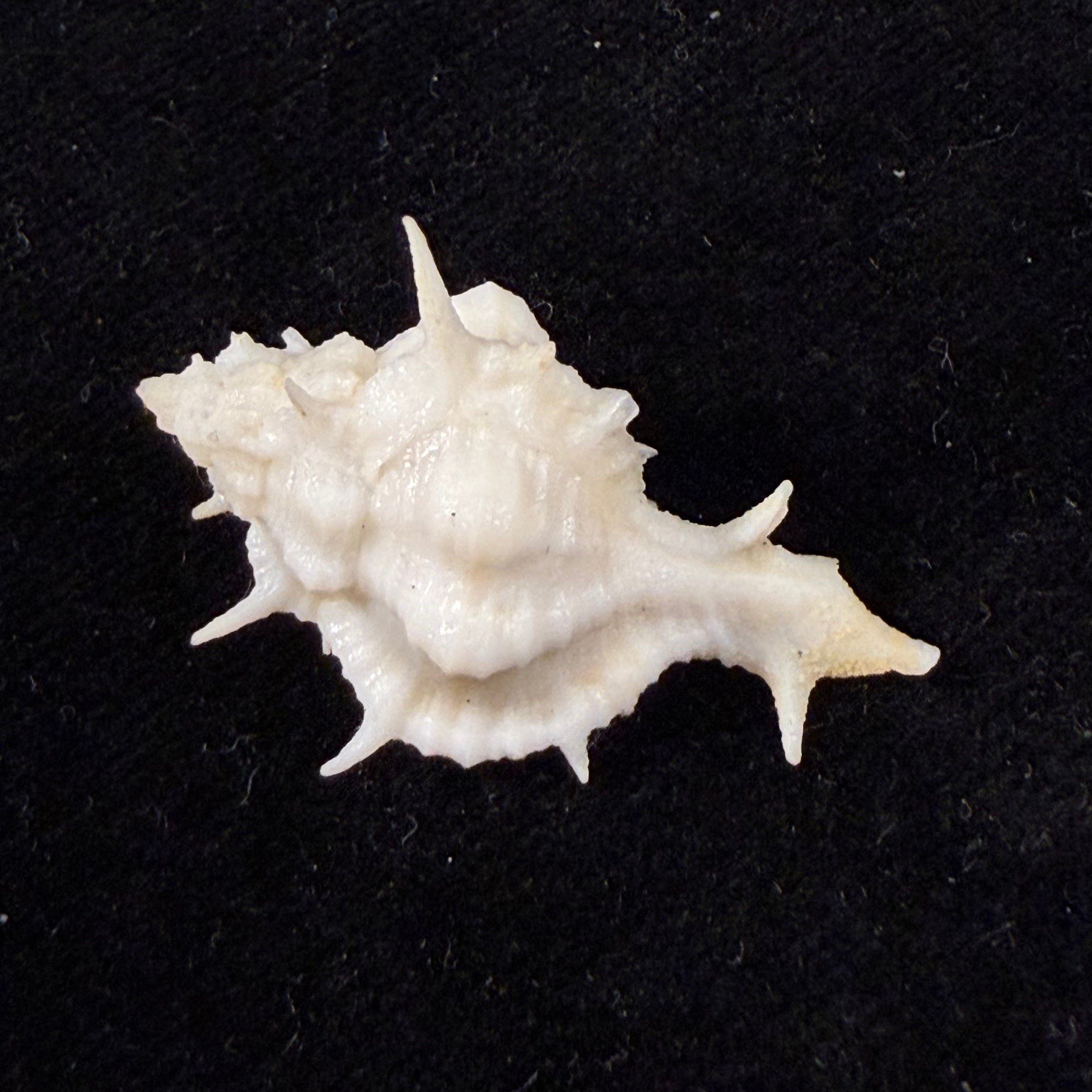 Siratus colellai (Houart, 1999) - 33,2mm