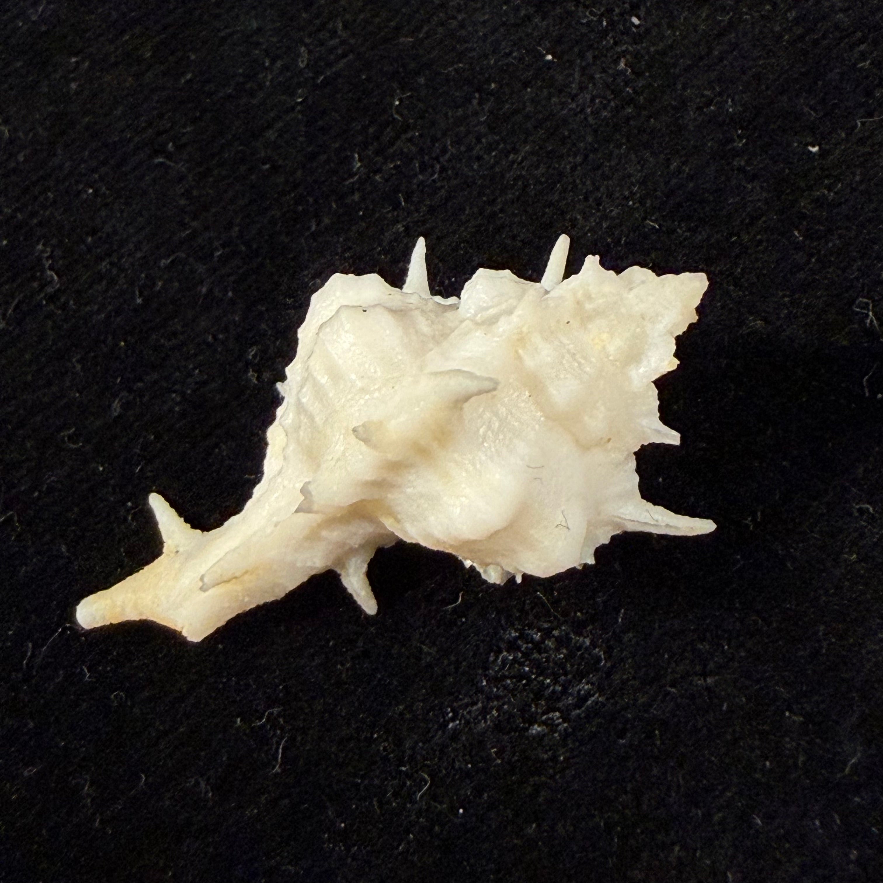 Siratus colellai (Houart, 1999) - 33,2mm