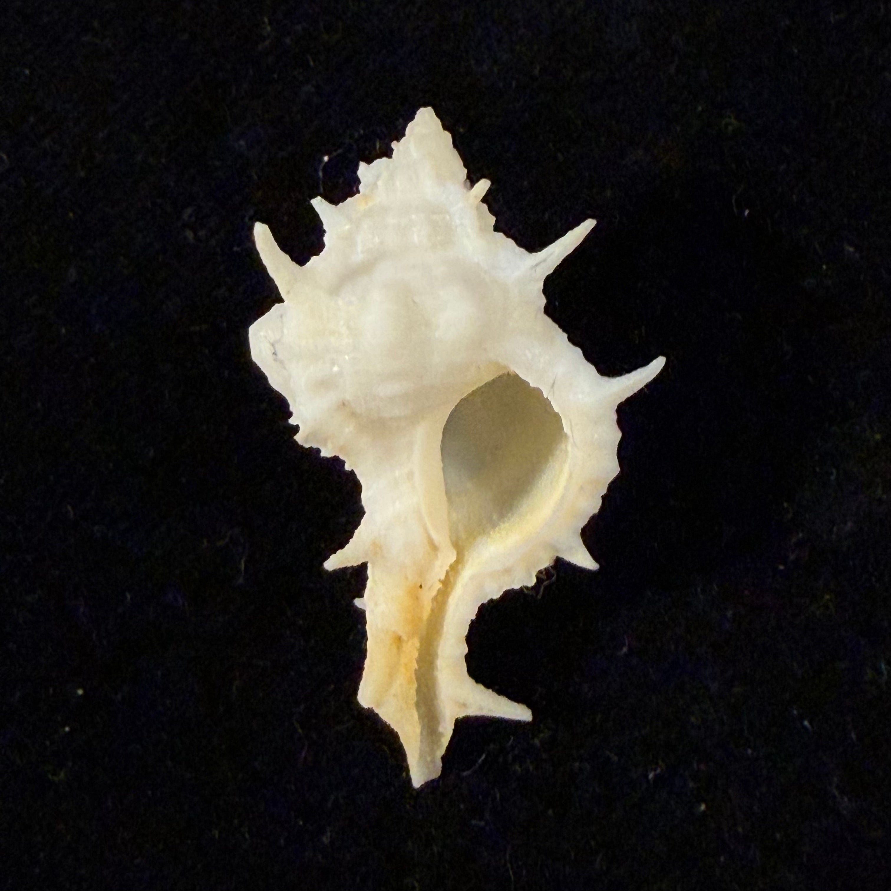Siratus colellai (Houart, 1999) - 33,2mm