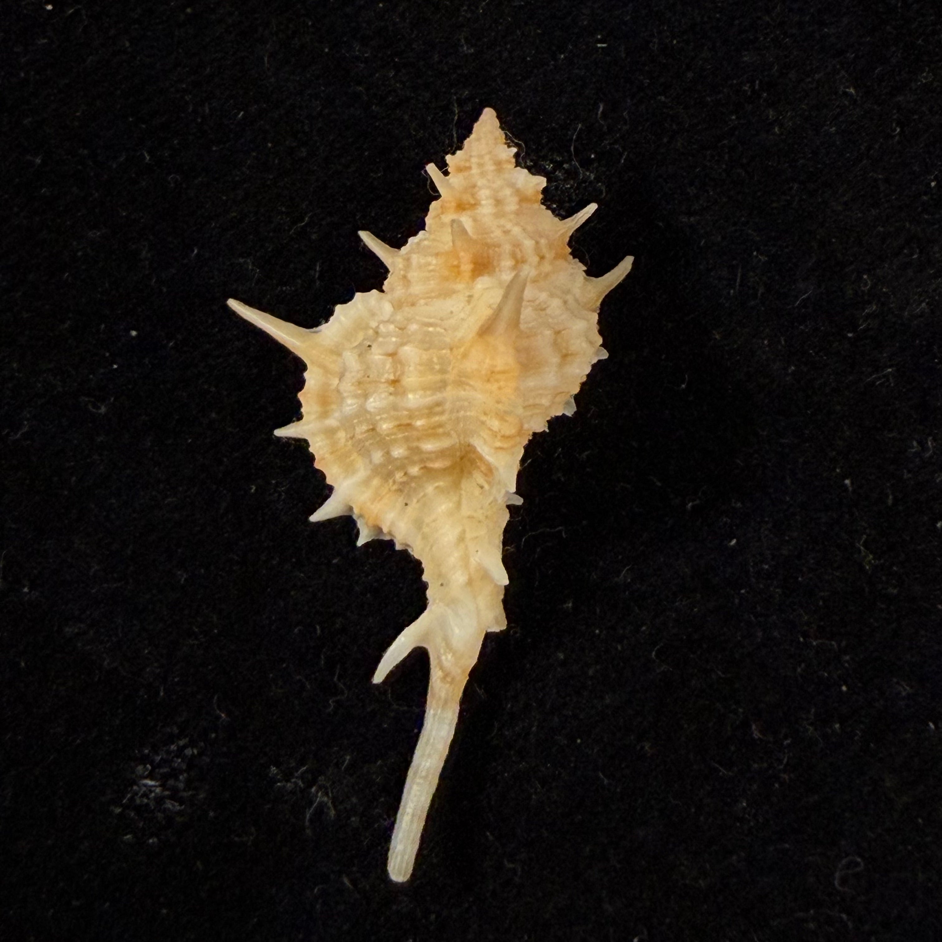 Siratus tenuisculptus Houart & Garrigues, 2023 - 36mm