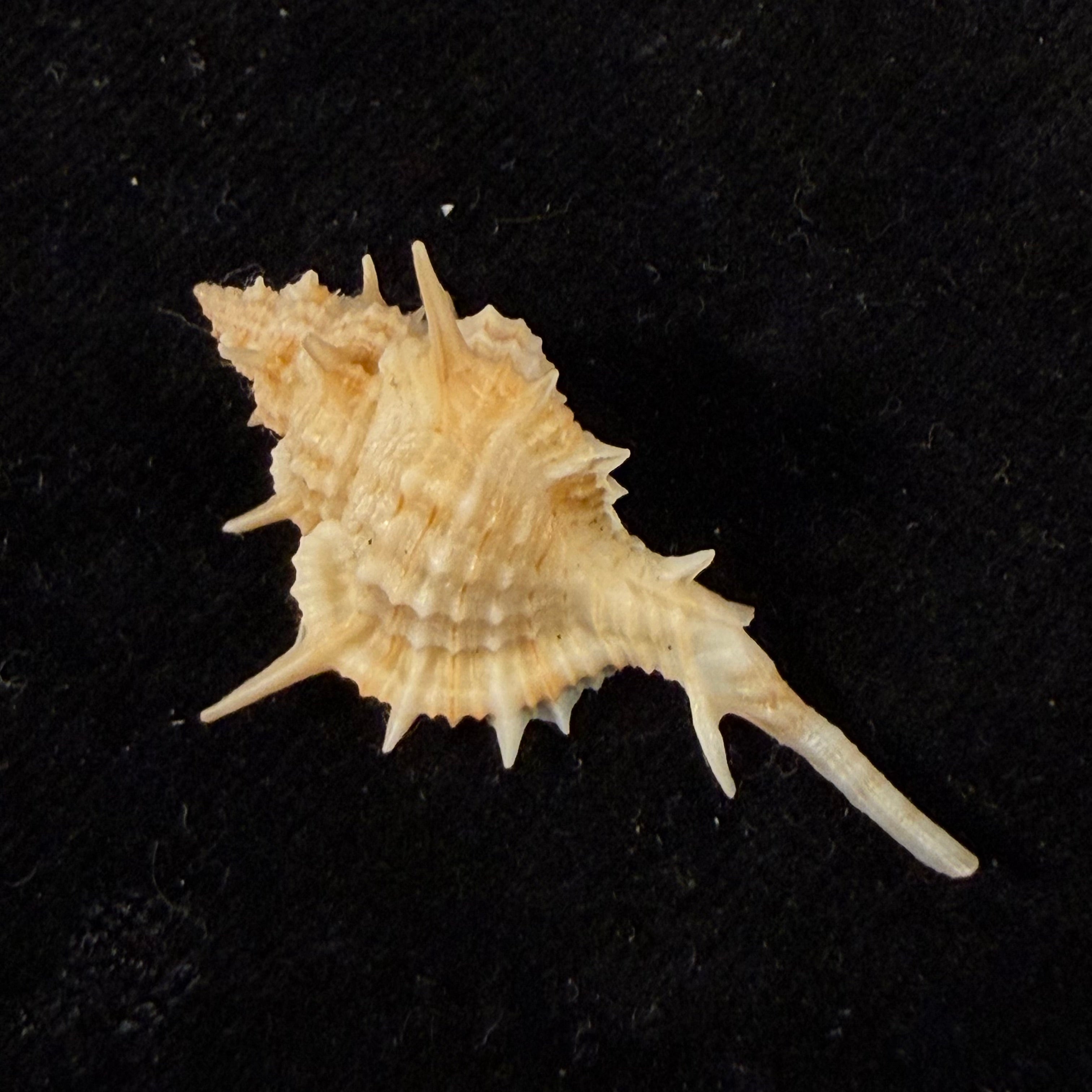 Siratus tenuisculptus Houart & Garrigues, 2023 - 36mm