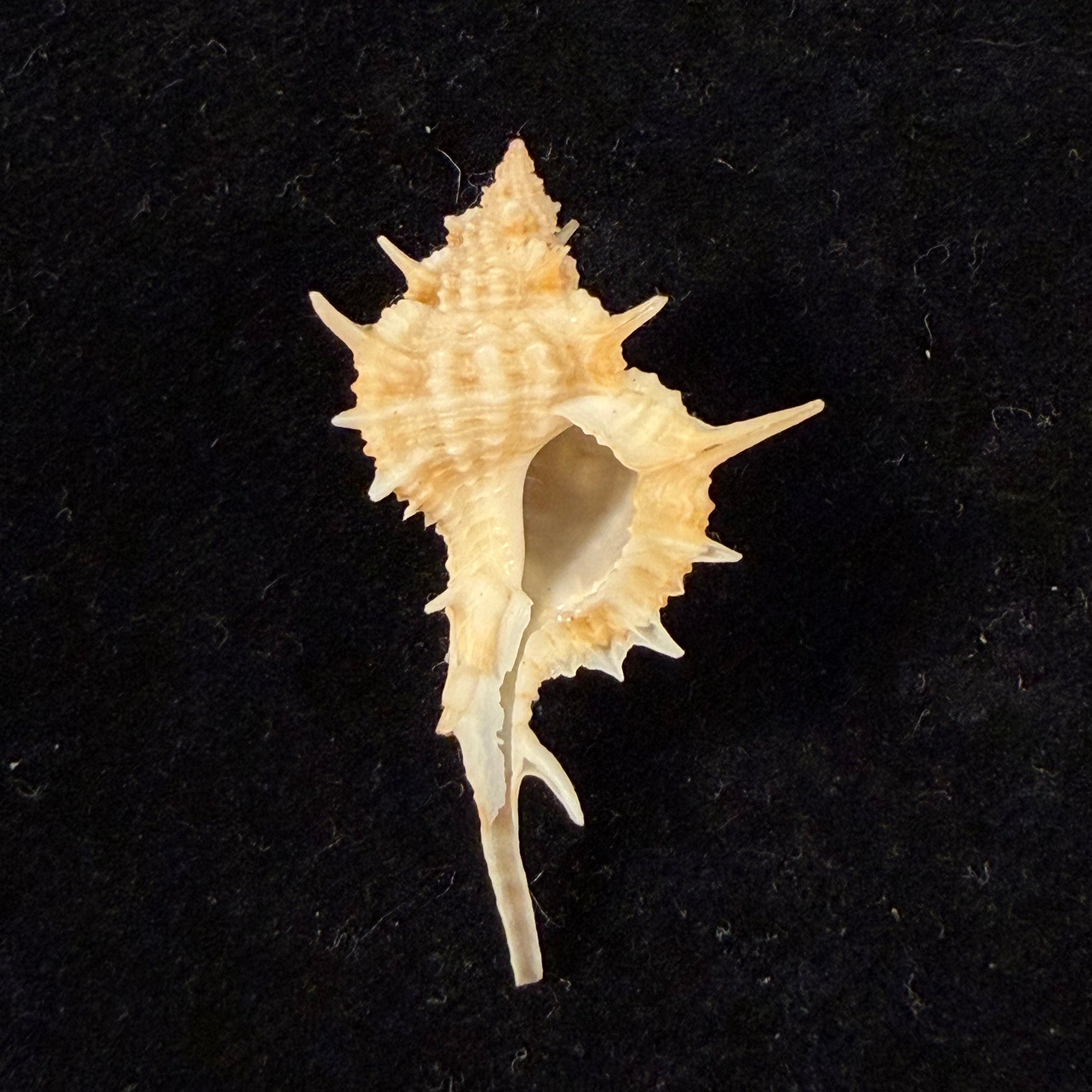 Siratus tenuisculptus Houart & Garrigues, 2023 - 36mm