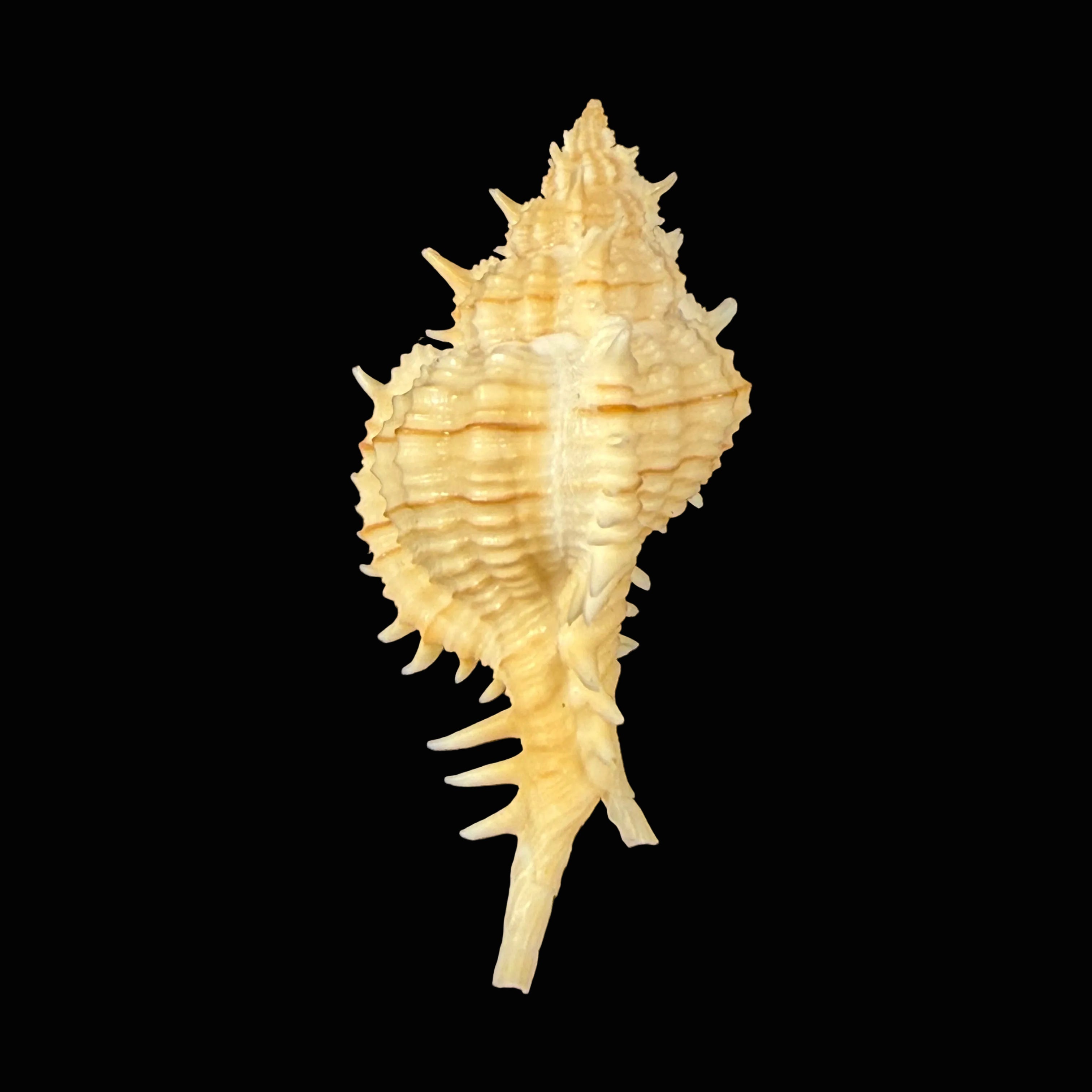 Siratus cf. ciboney (Clench & Pérez Farfante, 1945) - 44,5mm