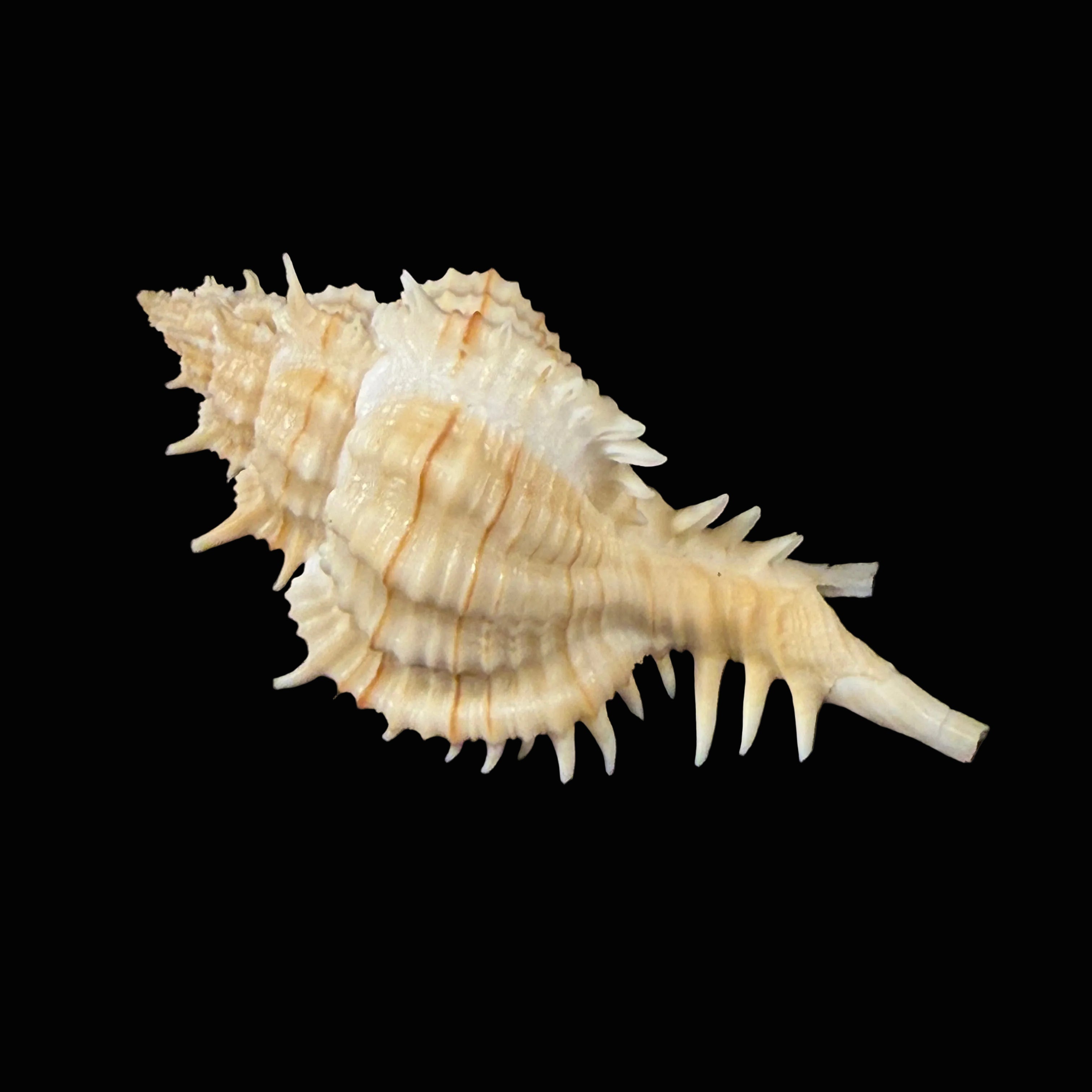 Siratus cf. ciboney (Clench & Pérez Farfante, 1945) - 44,5mm