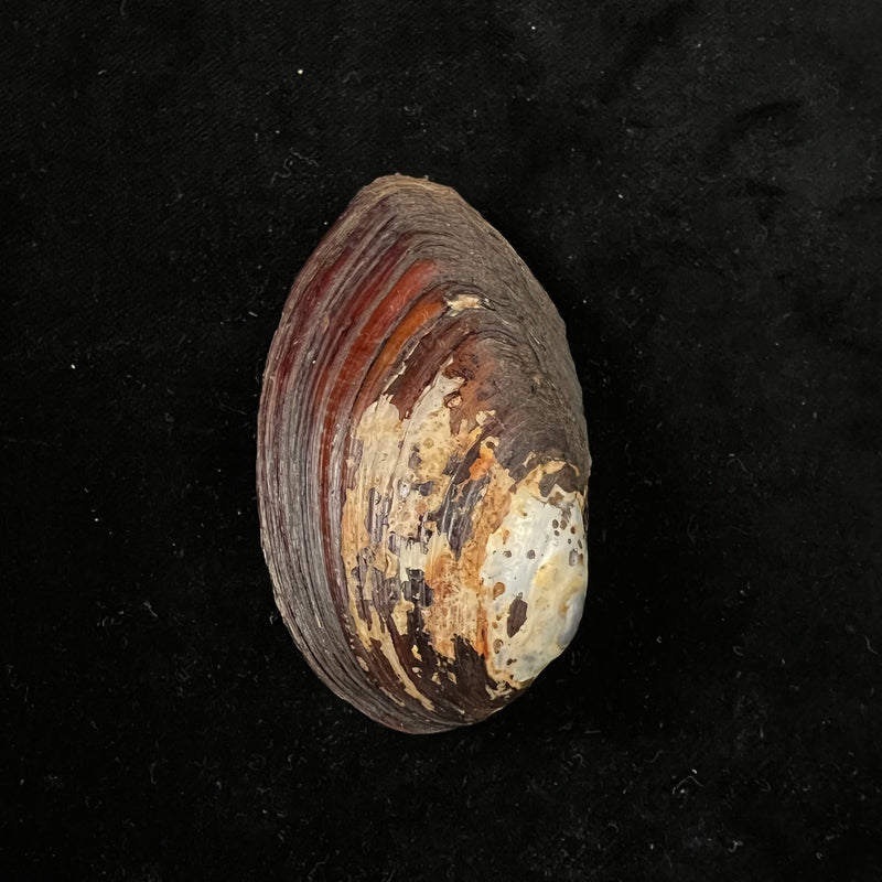 Anodontites trigonus georginae (Gray, 1834) - 69mm