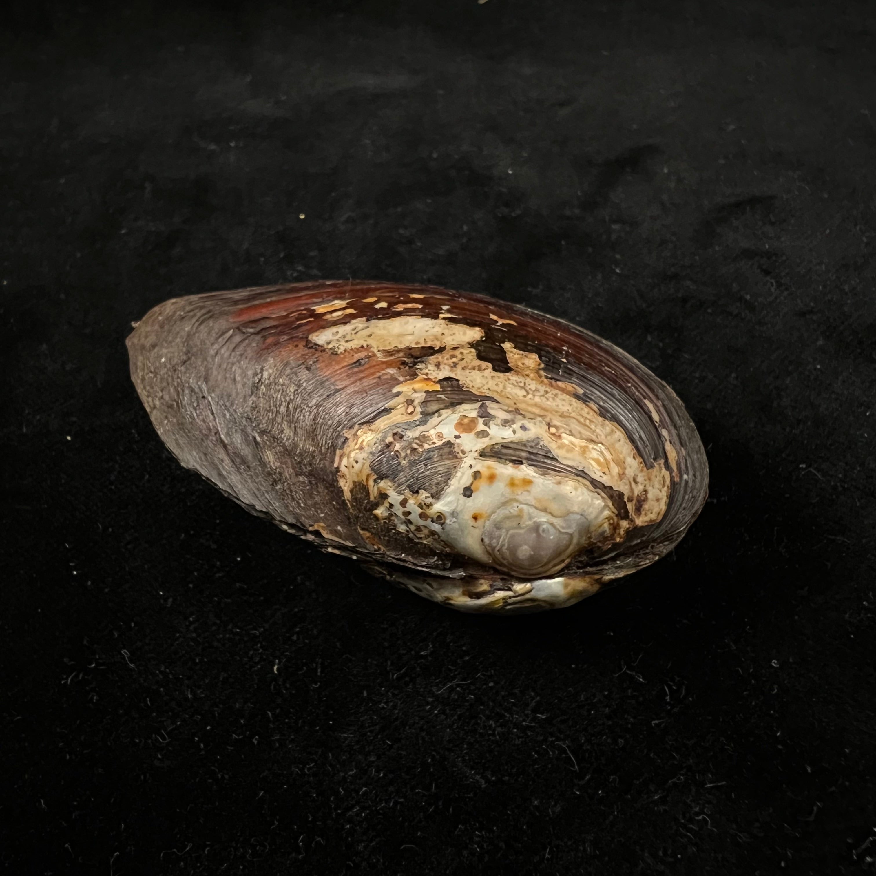 Anodontites georginae (Gray, 1834) - 69mm