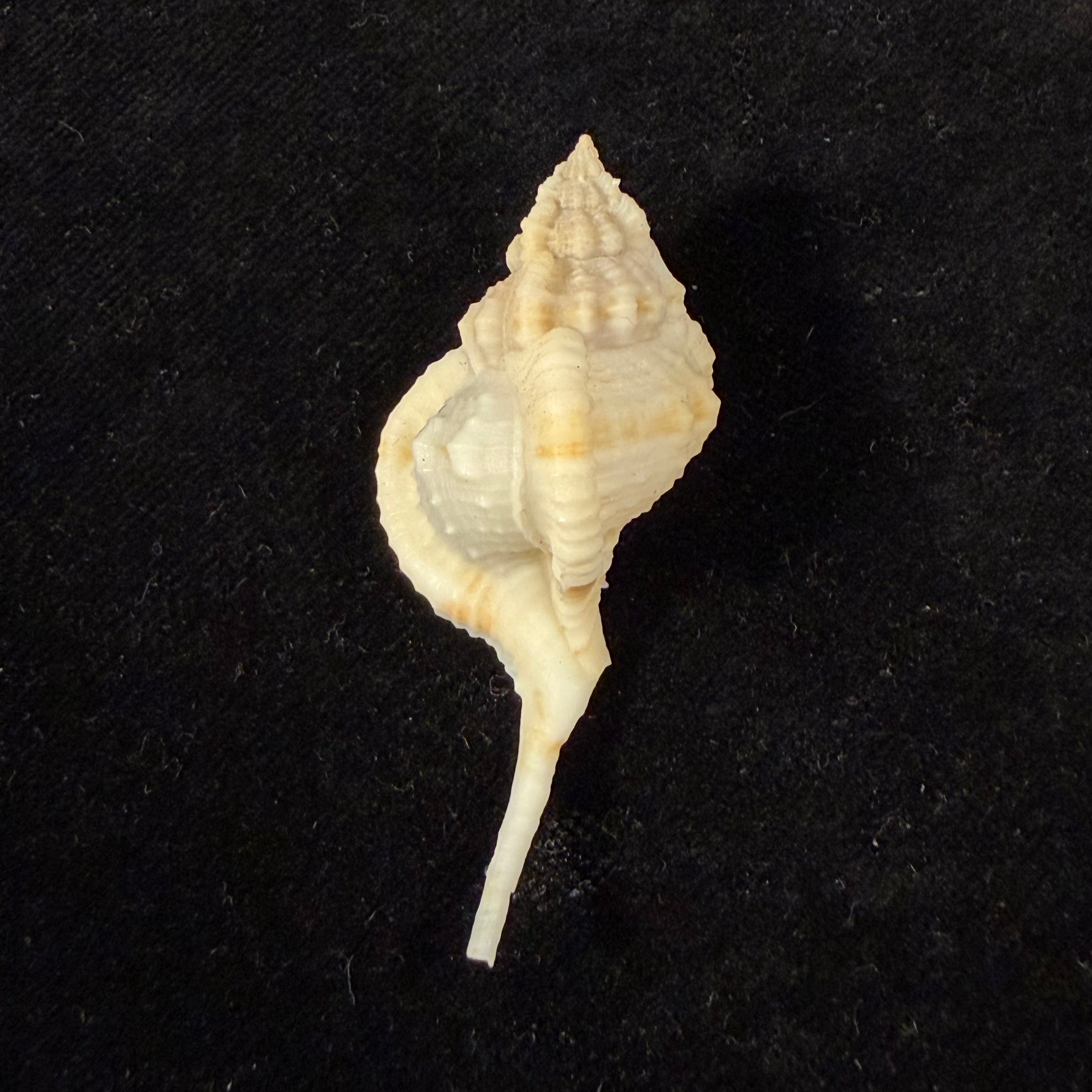 Siratus bessei (Houart, 2000) - 51,2mm