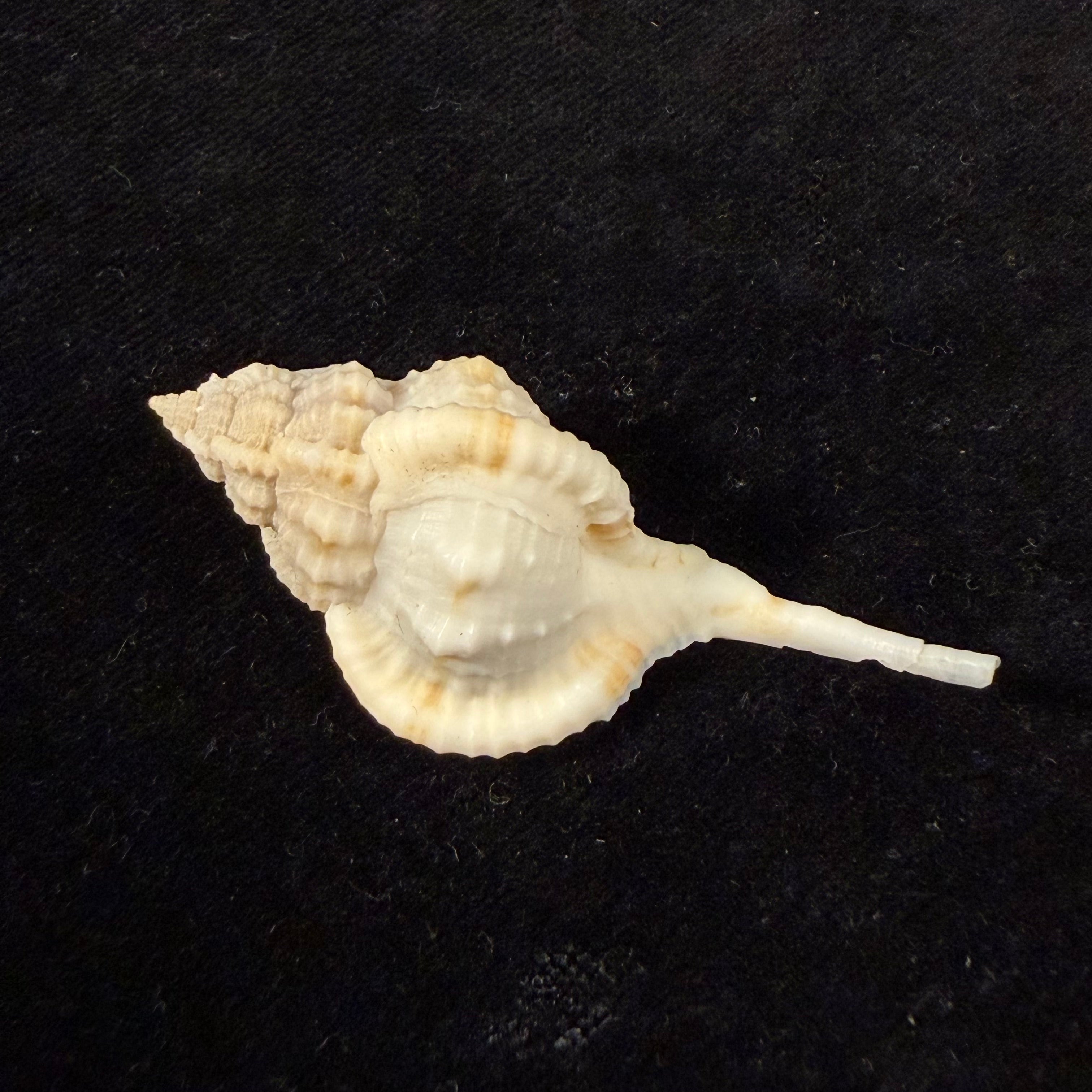 Siratus bessei (Houart, 2000) - 51,2mm