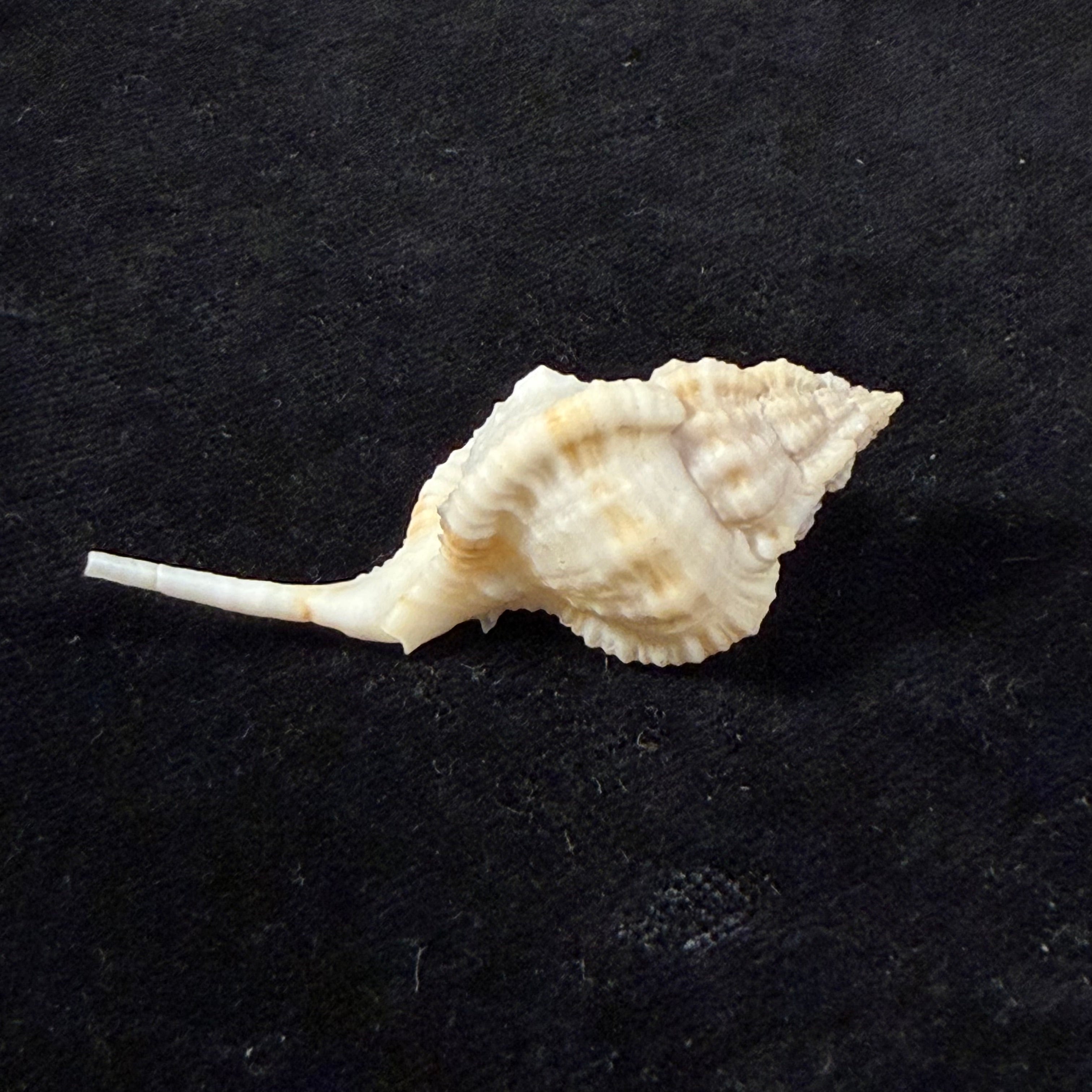 Siratus bessei (Houart, 2000) - 51,2mm
