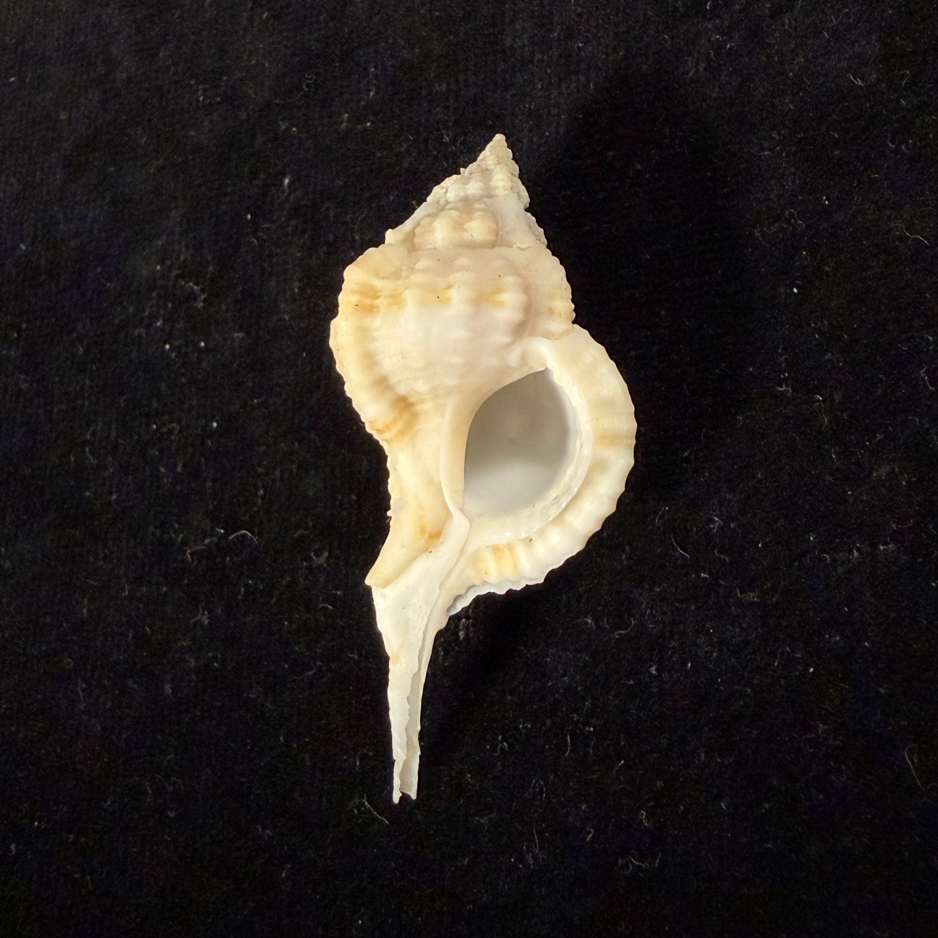 Siratus bessei (Houart, 2000) - 51,2mm