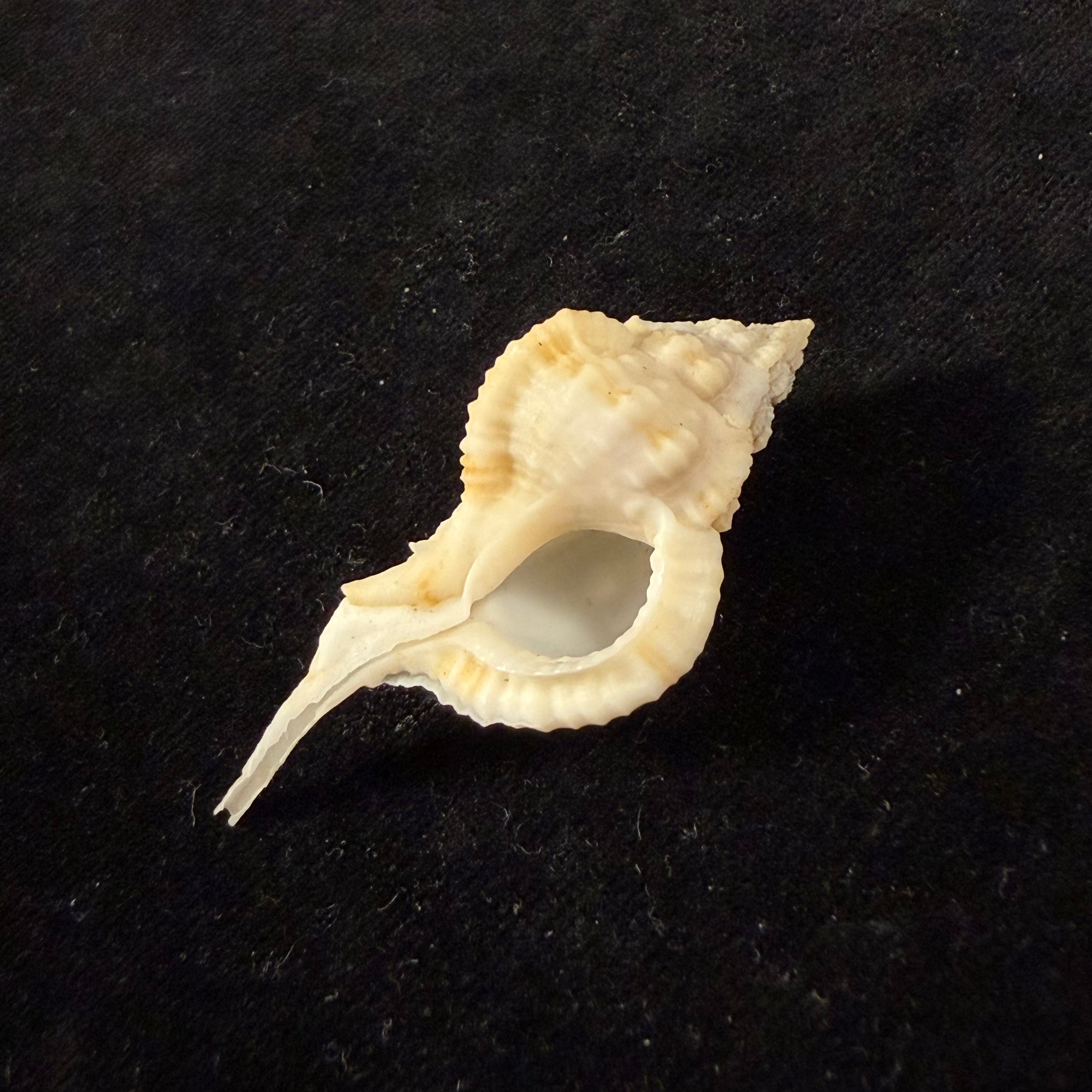 Siratus bessei (Houart, 2000) - 51,2mm
