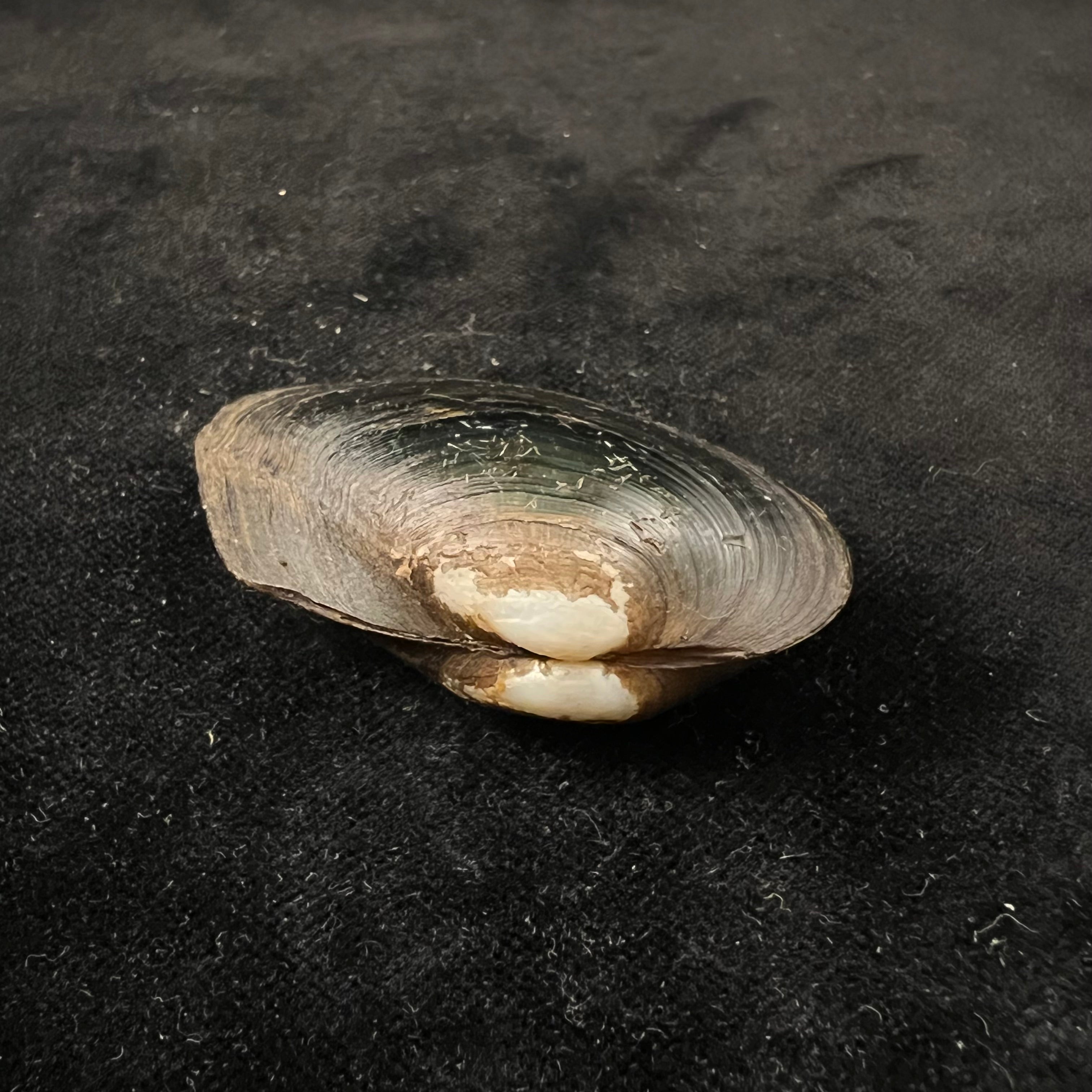 Anodontites georginae (Gray, 1834) - 54,9mm