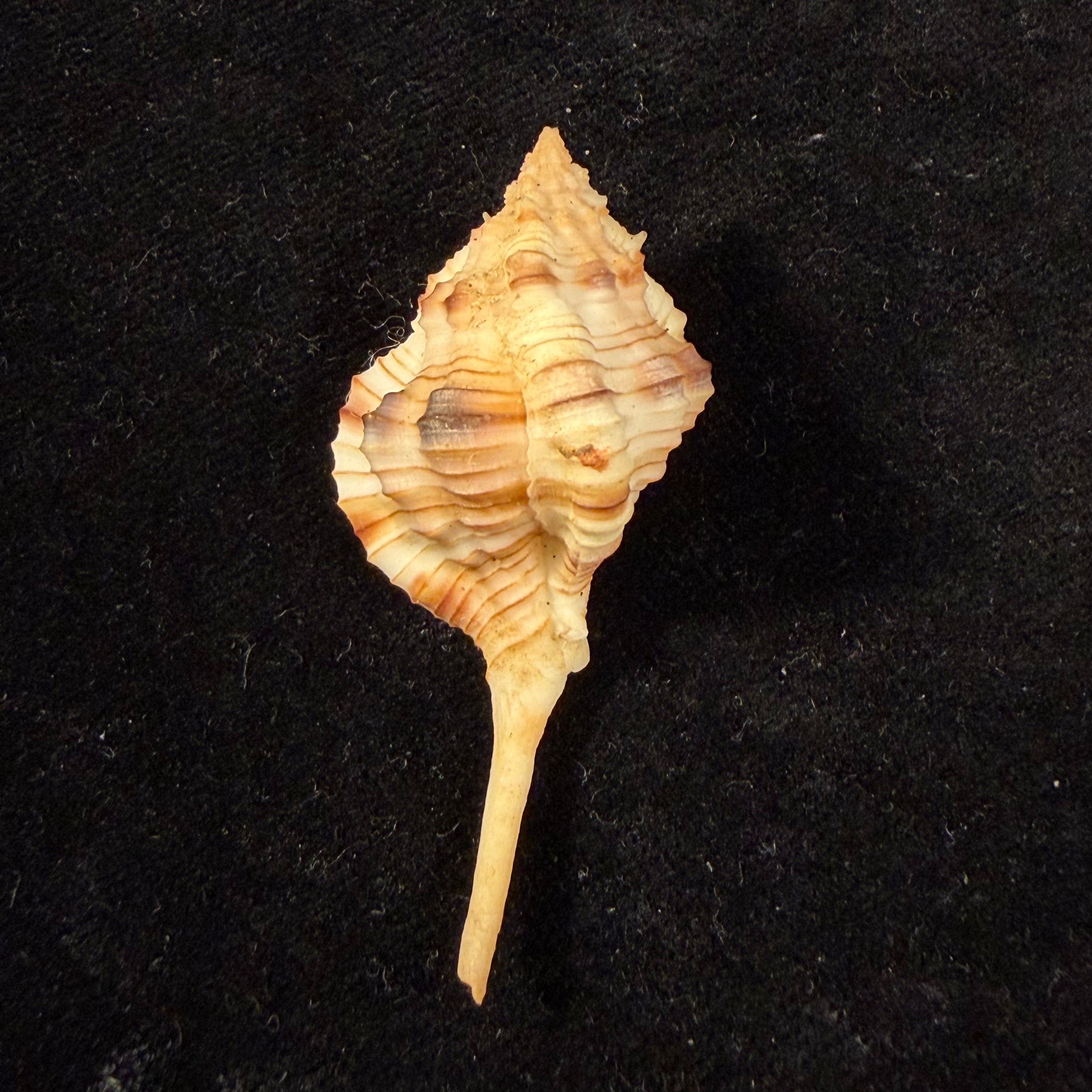 Siratus cailleti (Petit de la Saussaye, 1856) - 51,7mm