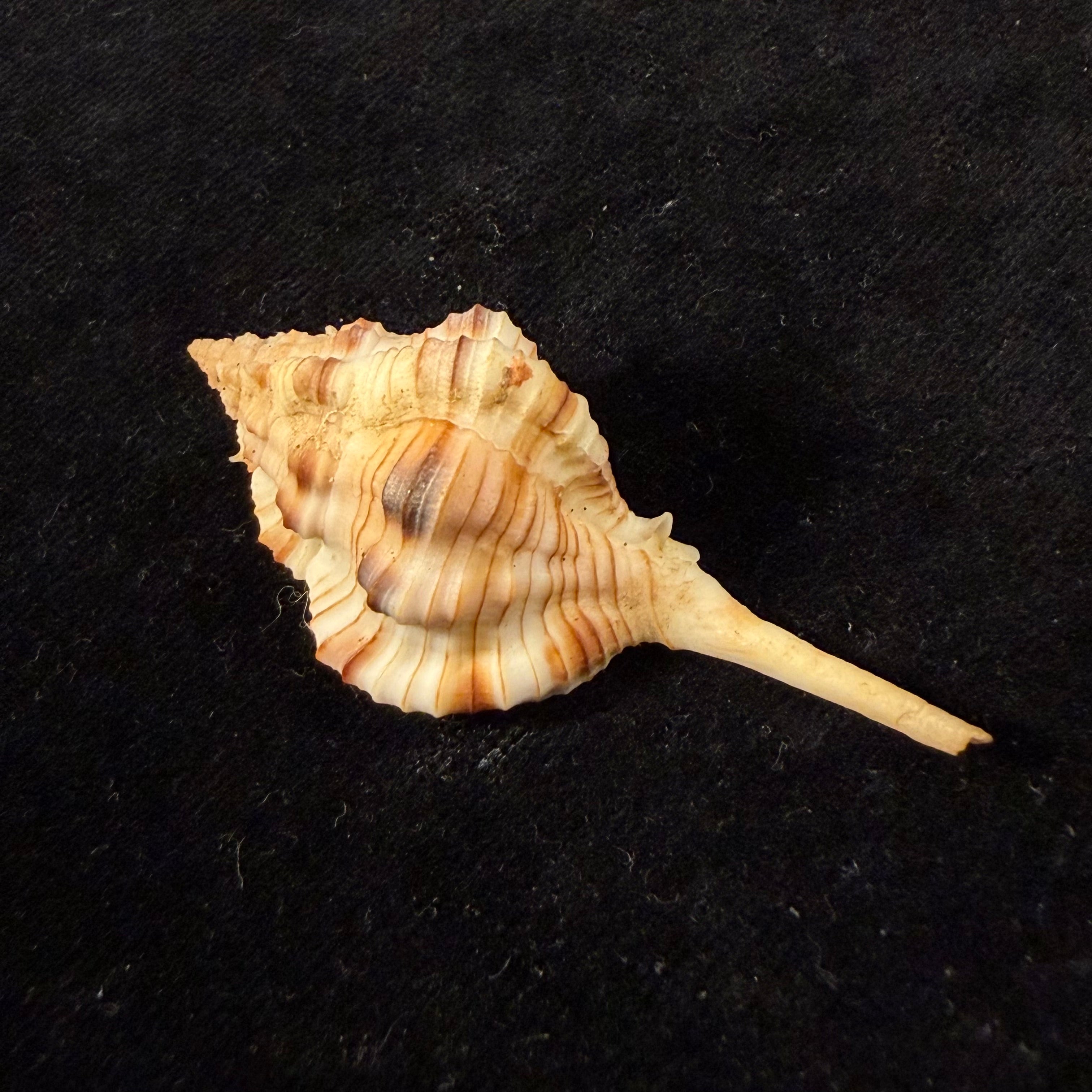 Siratus cailleti (Petit de la Saussaye, 1856) - 51,7mm