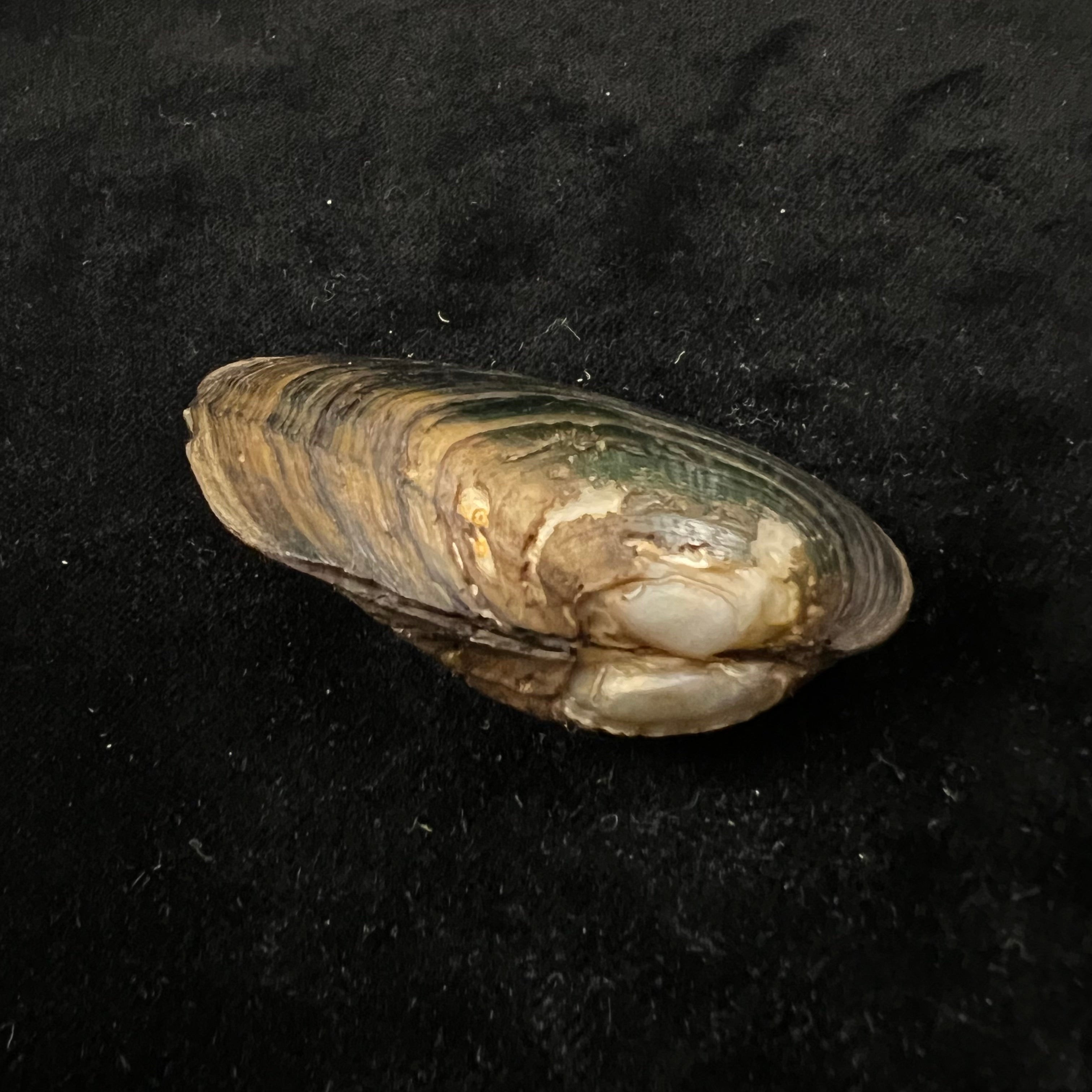 Anodontites georginae (Gray, 1834) - 61,9mm