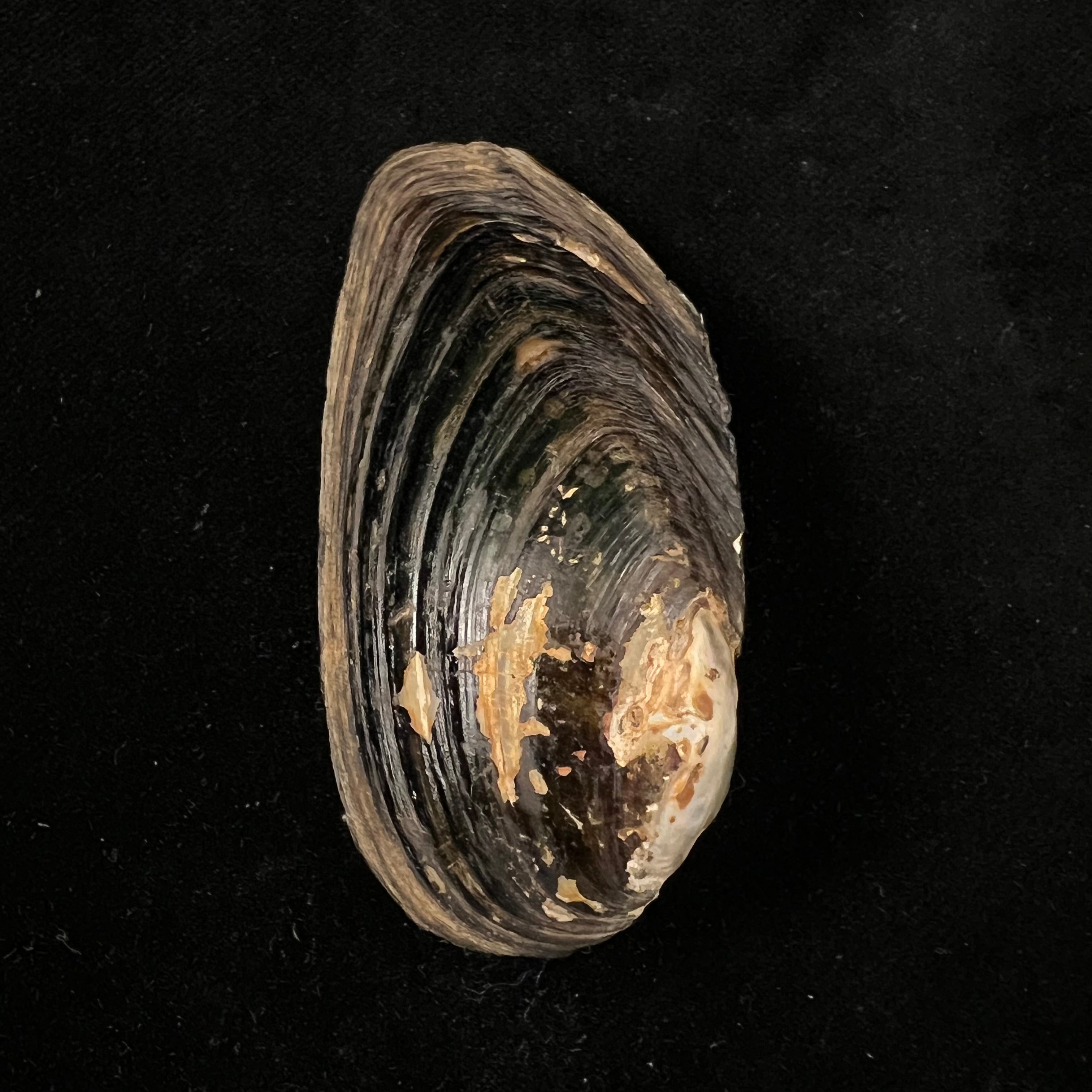 Anodontites georginae (Gray, 1834) - 68mm