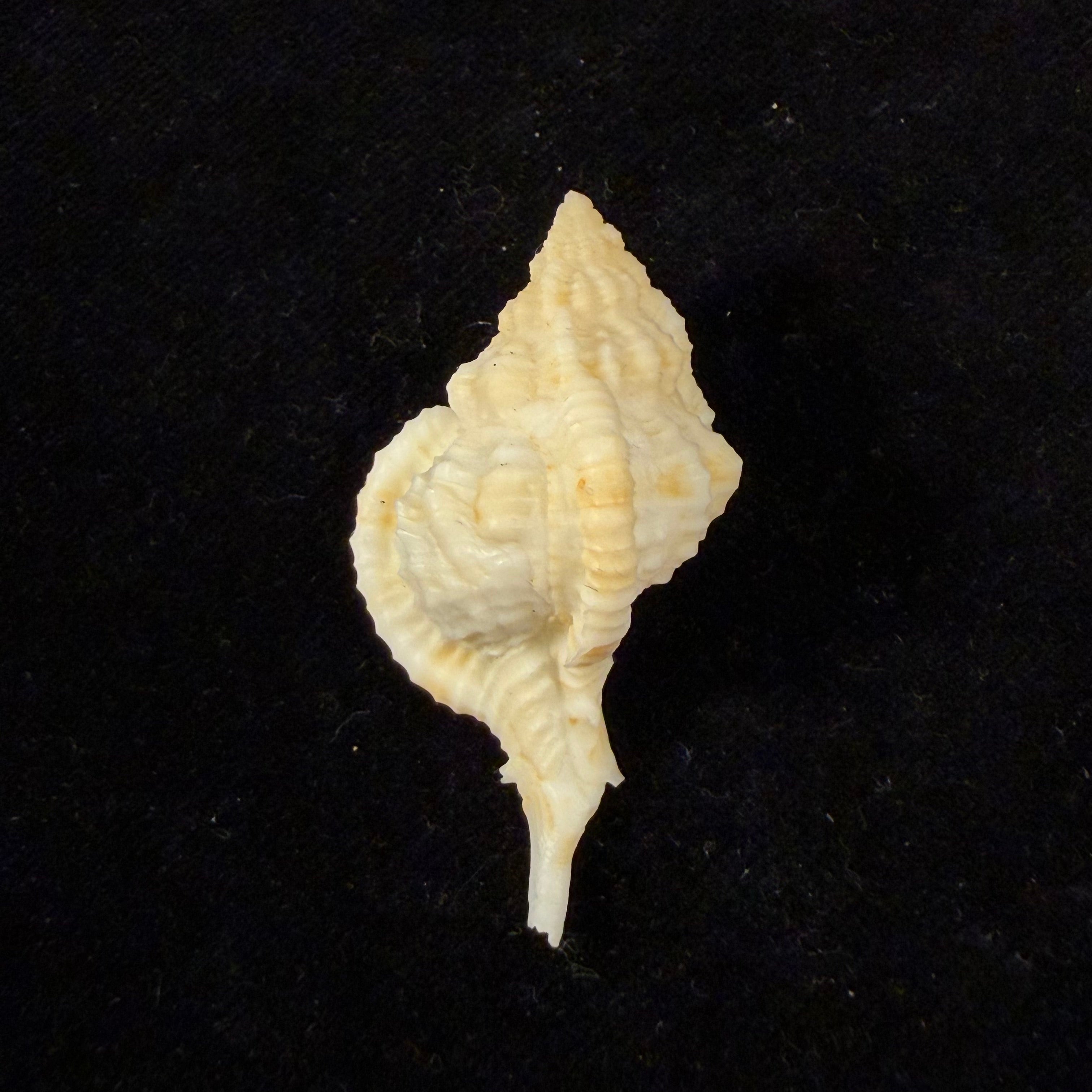 Siratus thompsoni (H. R. Bullis, 1964) - 45,3mm