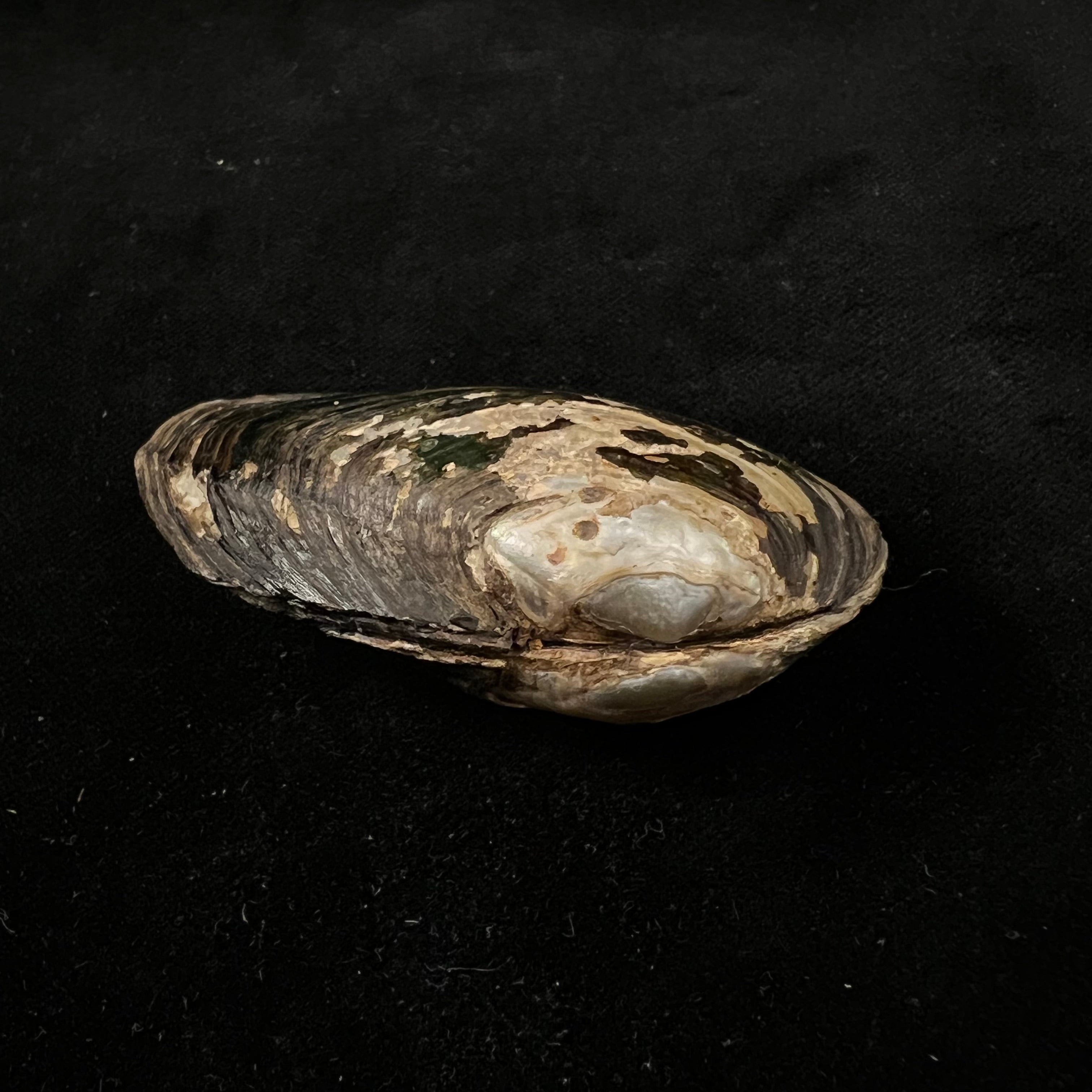 Anodontites georginae (Gray, 1834) - 68mm