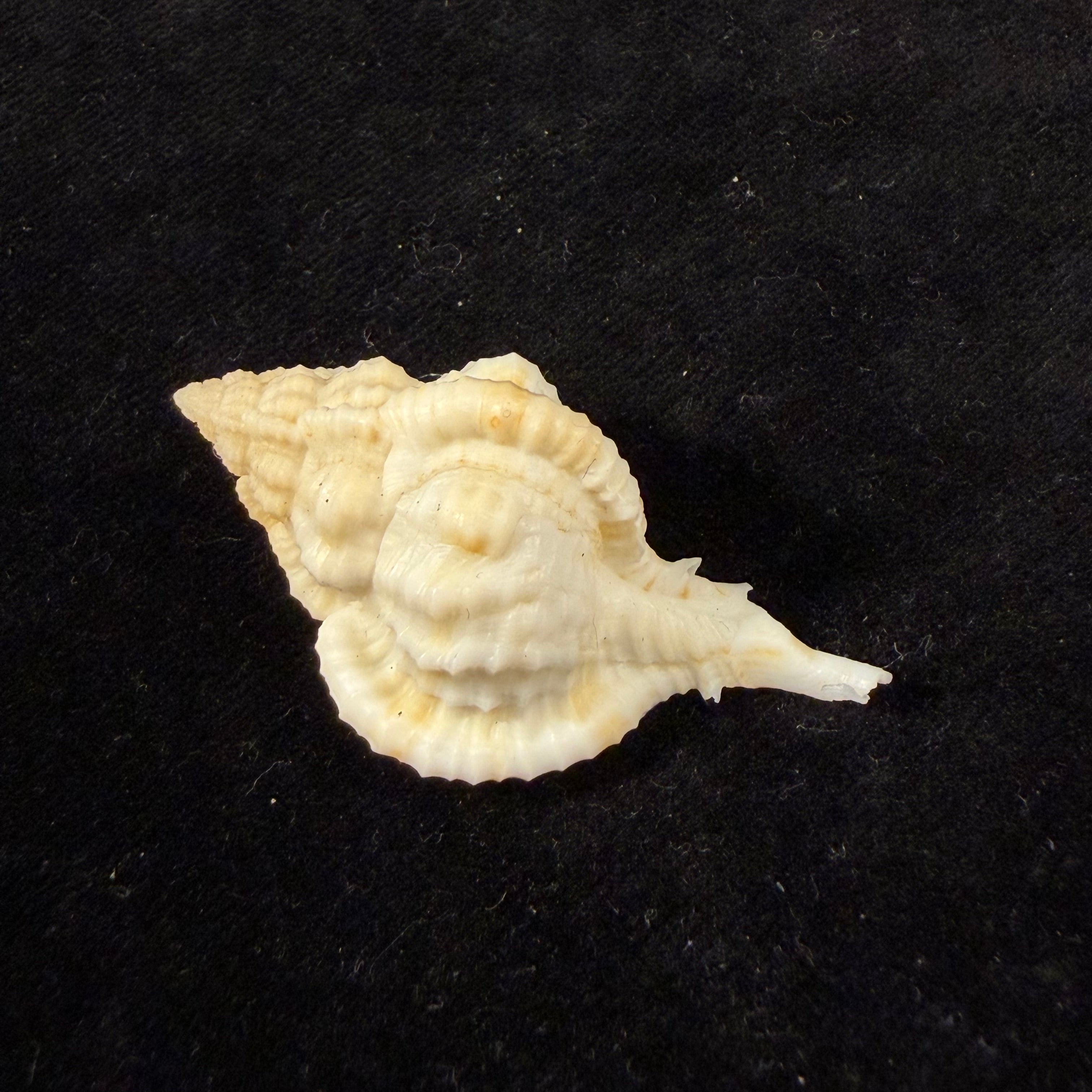 Siratus thompsoni (H. R. Bullis, 1964) - 45,3mm