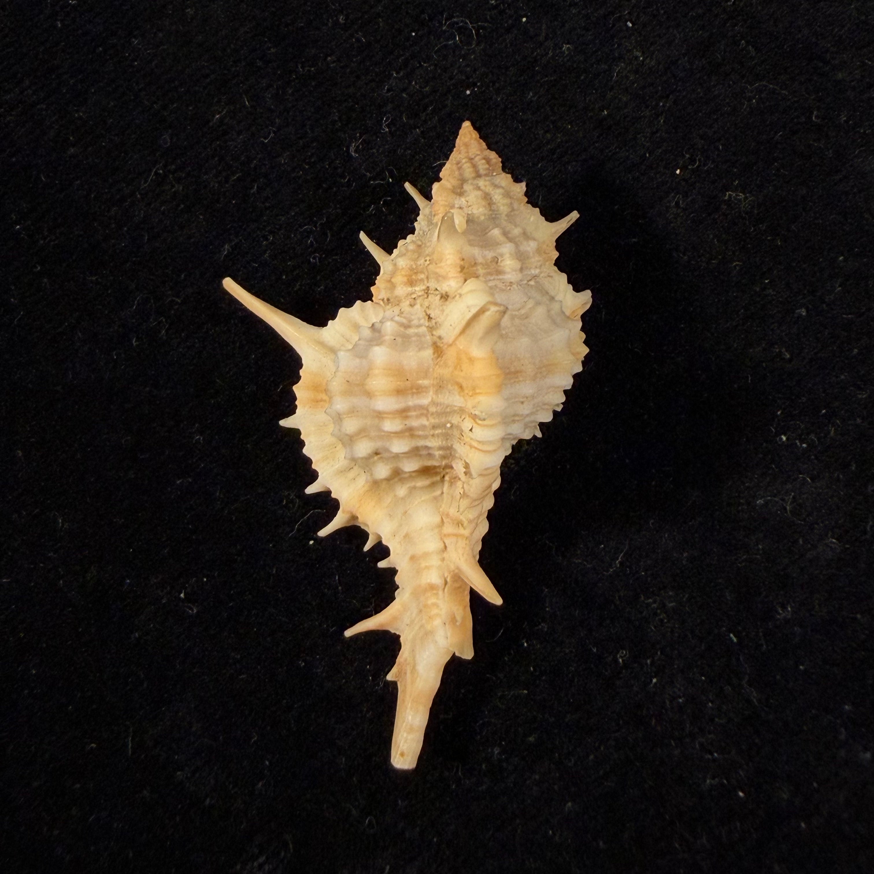 Siratus graciadiosus Houart & Garrigues, 2023 - 43,6mm