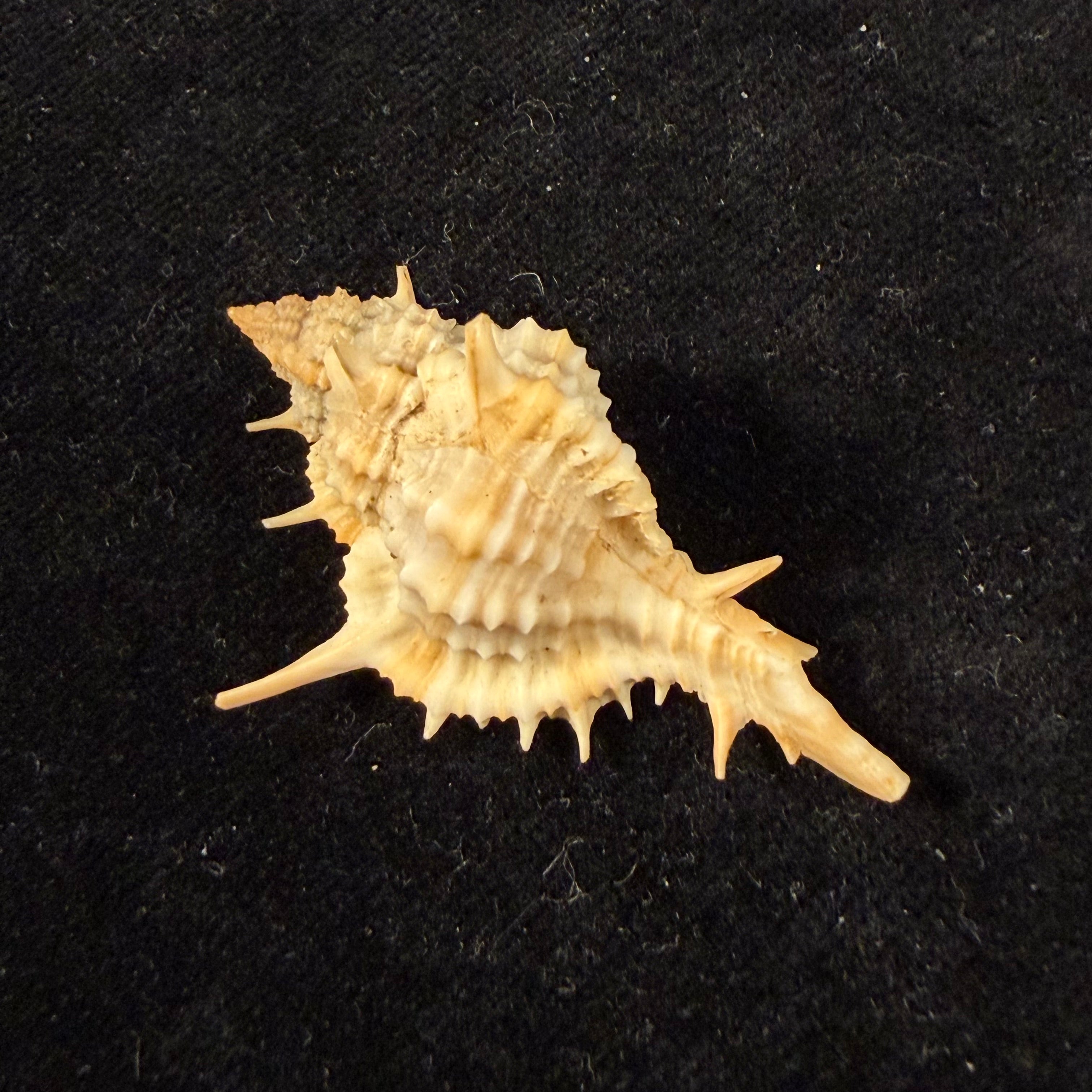 Siratus graciadiosus Houart & Garrigues, 2023 - 43,6mm
