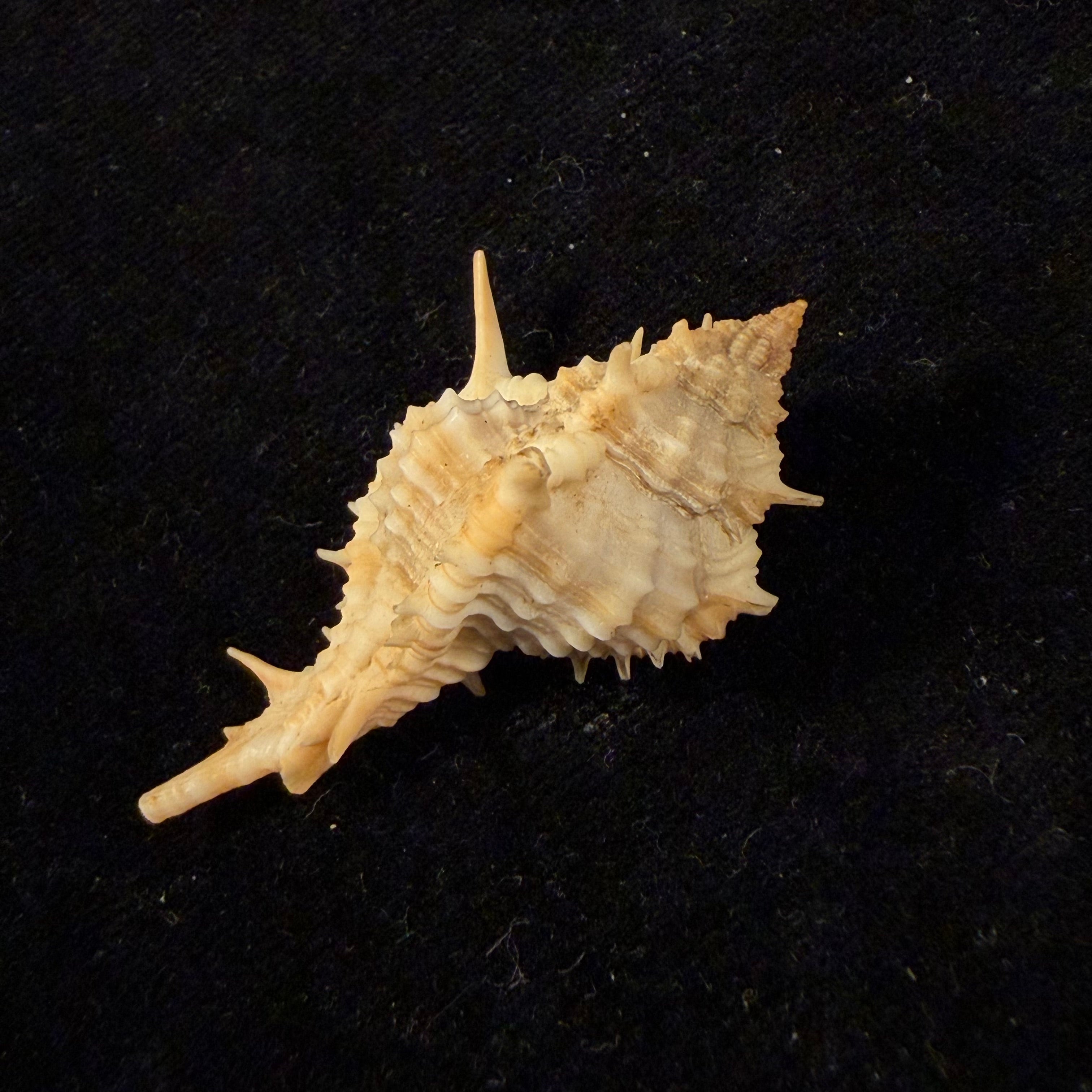 Siratus graciadiosus Houart & Garrigues, 2023 - 43,6mm