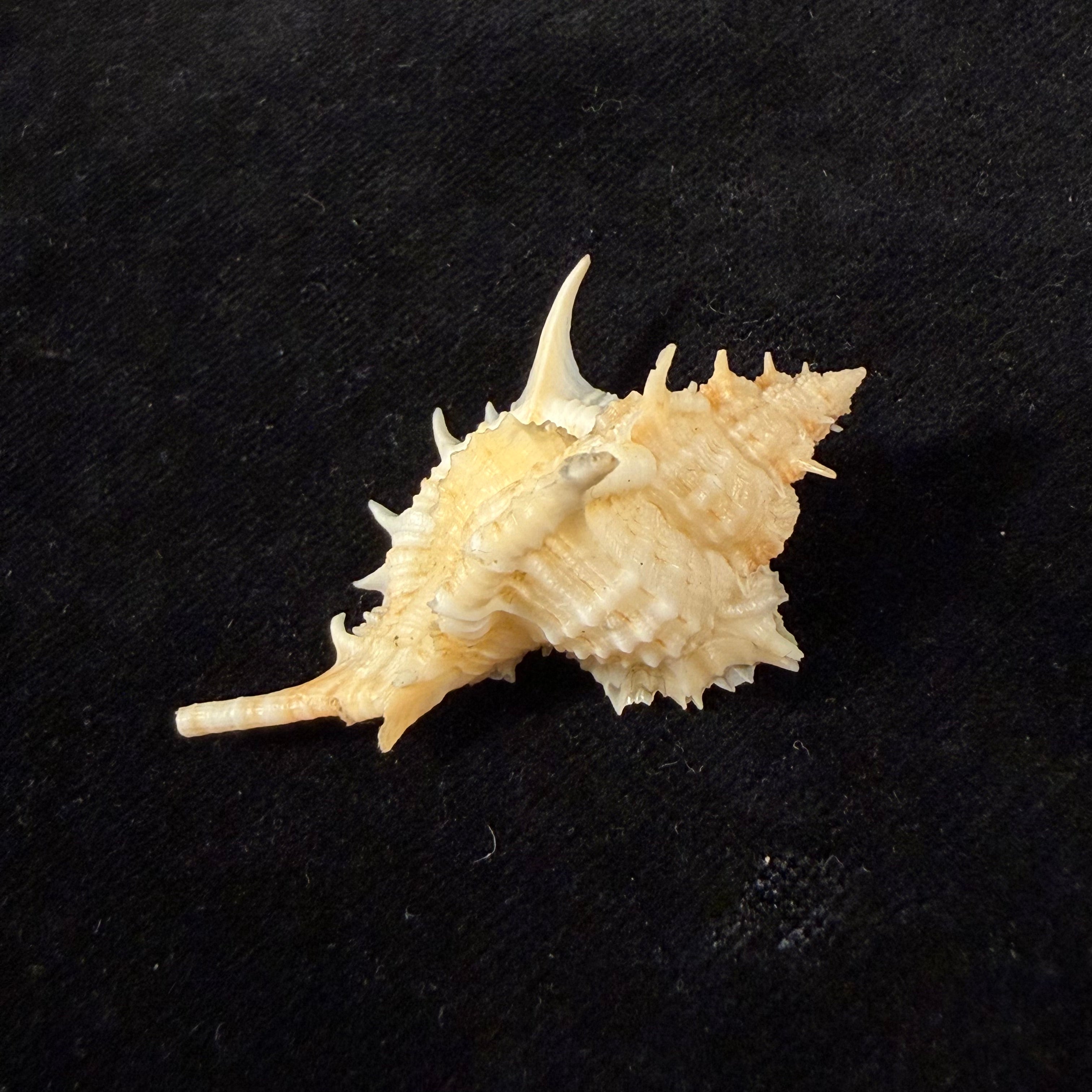 Siratus formosus finlayi (var.) W. J. Clench, 1955 - 48,3mm