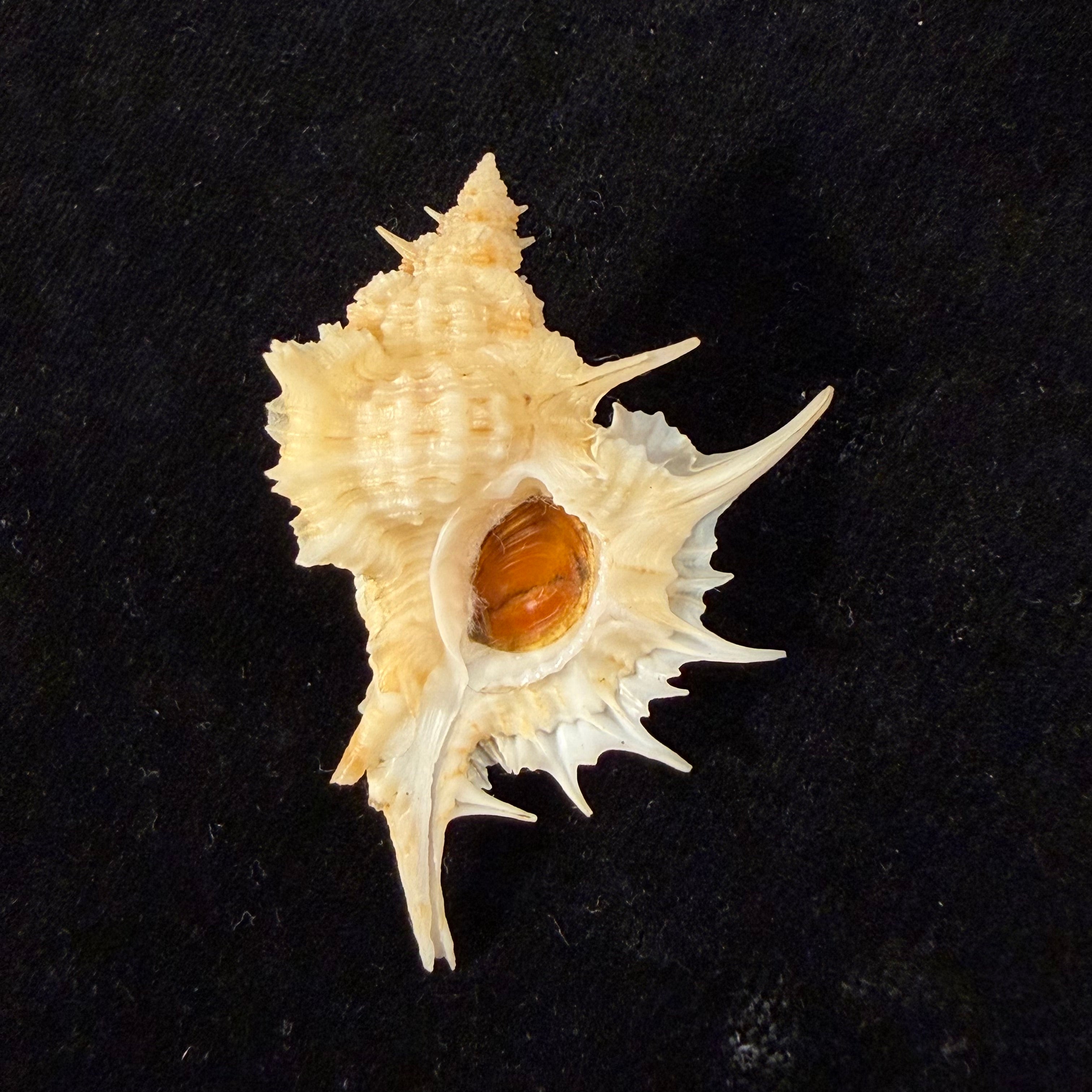 Siratus formosus finlayi (var.) W. J. Clench, 1955 - 48,3mm