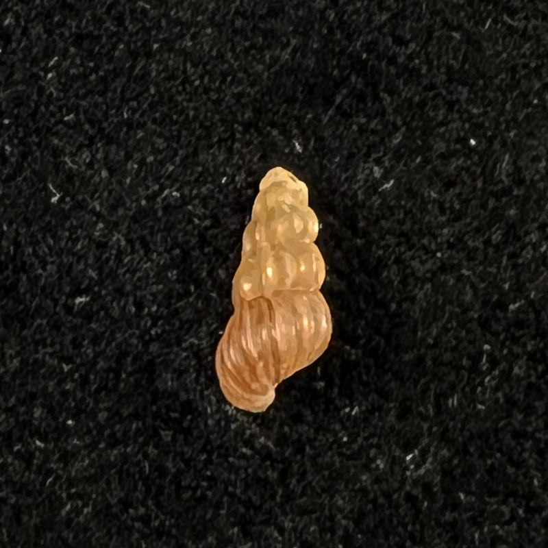 Oncomelania hupensis hupensis Gredler, 1881 - 8,4mm