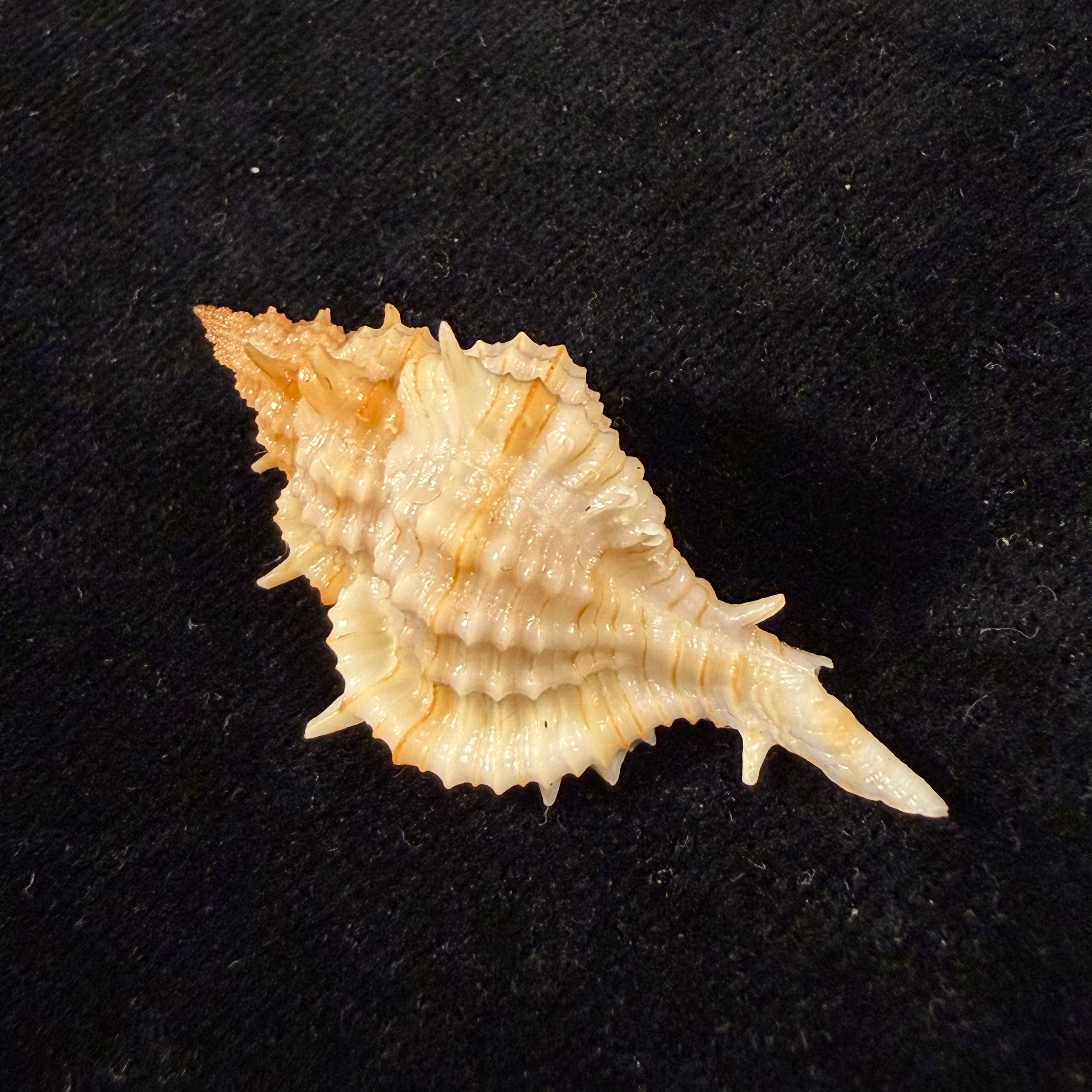 Siratus graciadiosus Houart & Garrigues, 2023 - 42,7mm