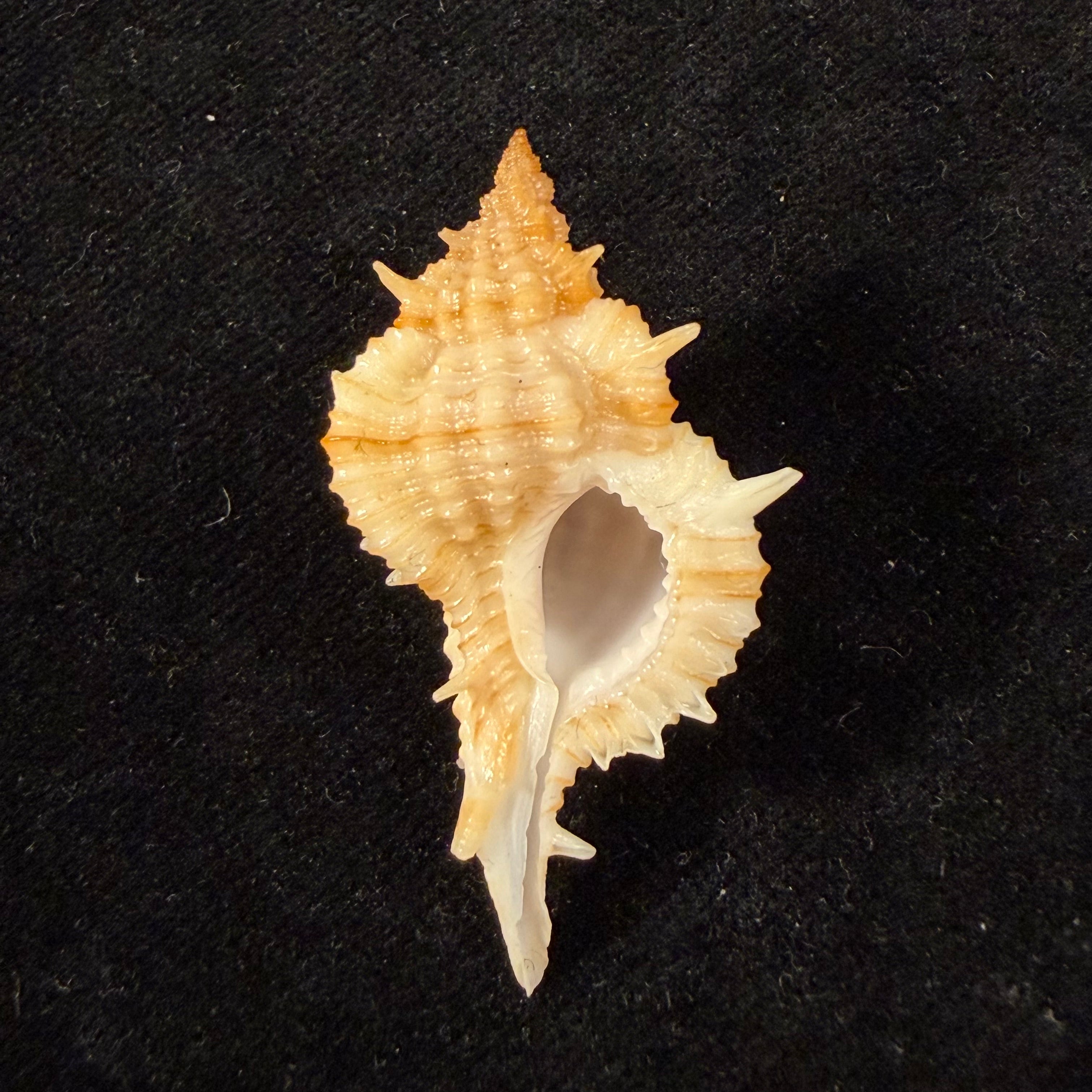 Siratus graciadiosus Houart & Garrigues, 2023 - 42,7mm