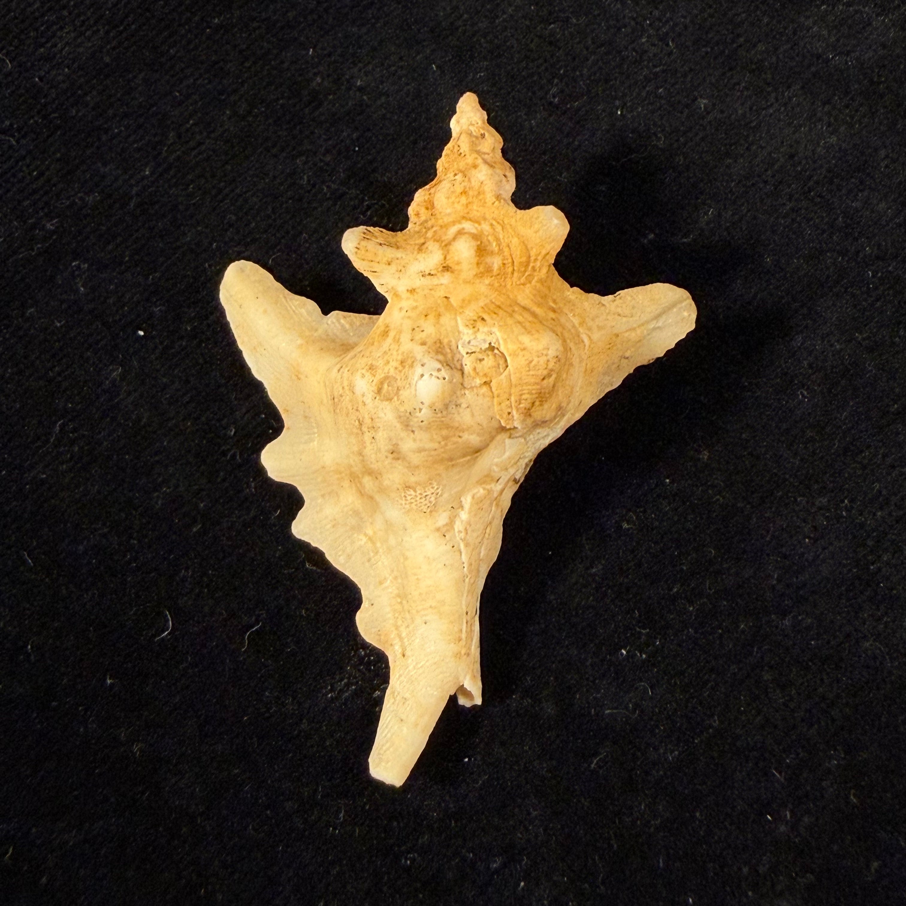 Pteropurpura sp - 54,2mm