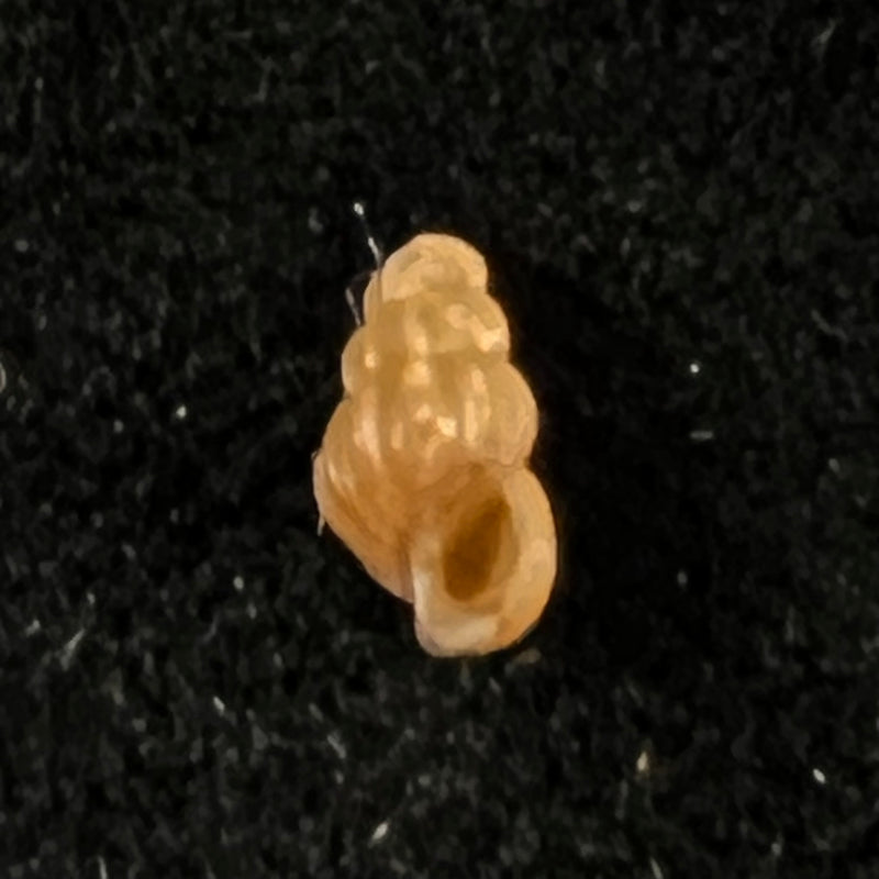 Oncomelania hupensis hupensis Gredler, 1881 - 7,1mm