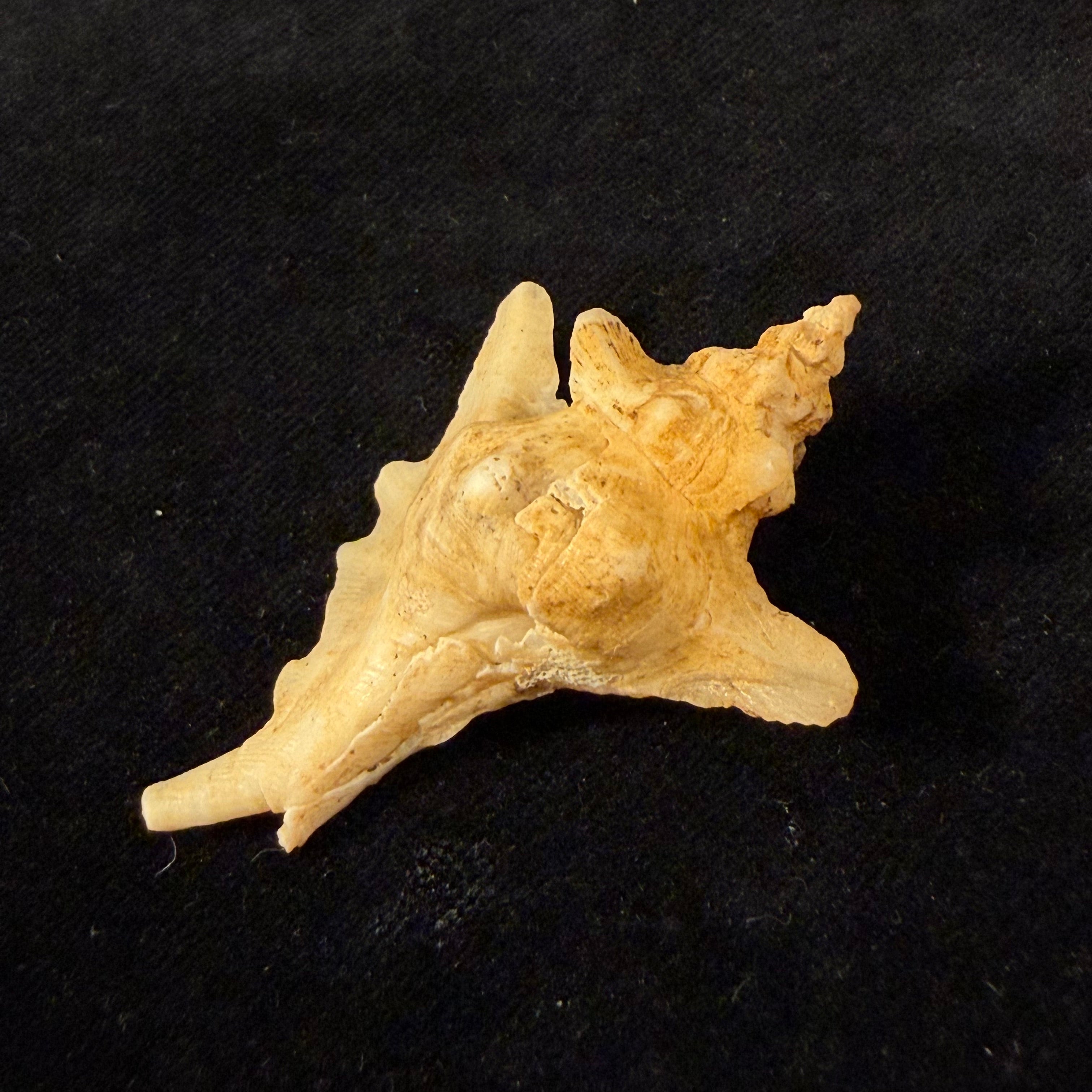 Pteropurpura sp - 54,2mm