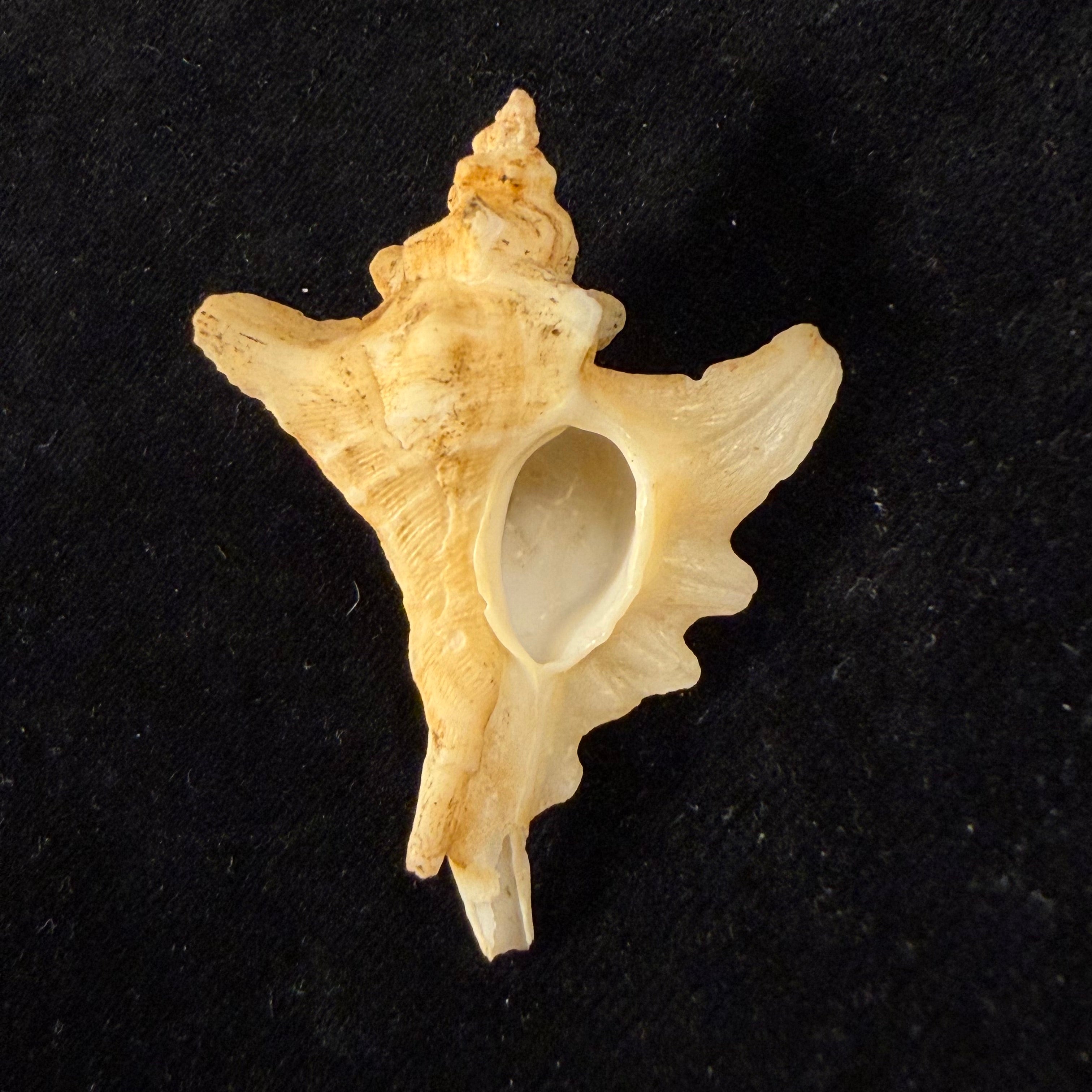 Pteropurpura sp - 54,2mm