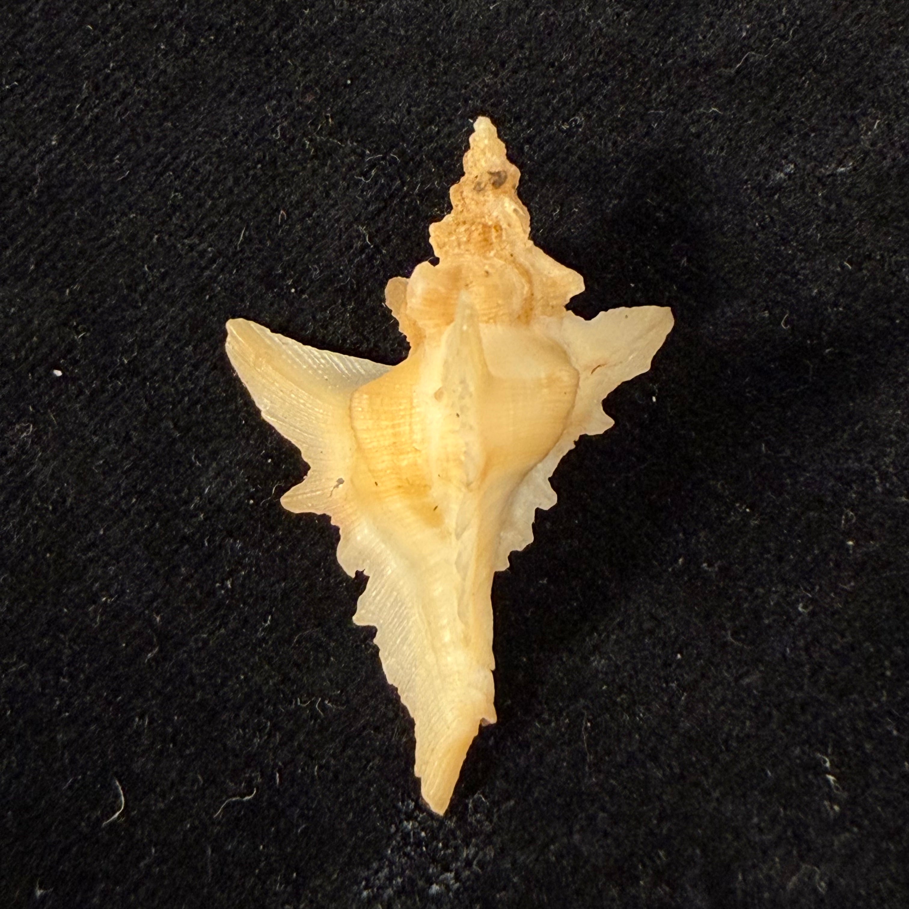 Pteropurpura deroyana S. S. Berry, 1968 - 37,4mm