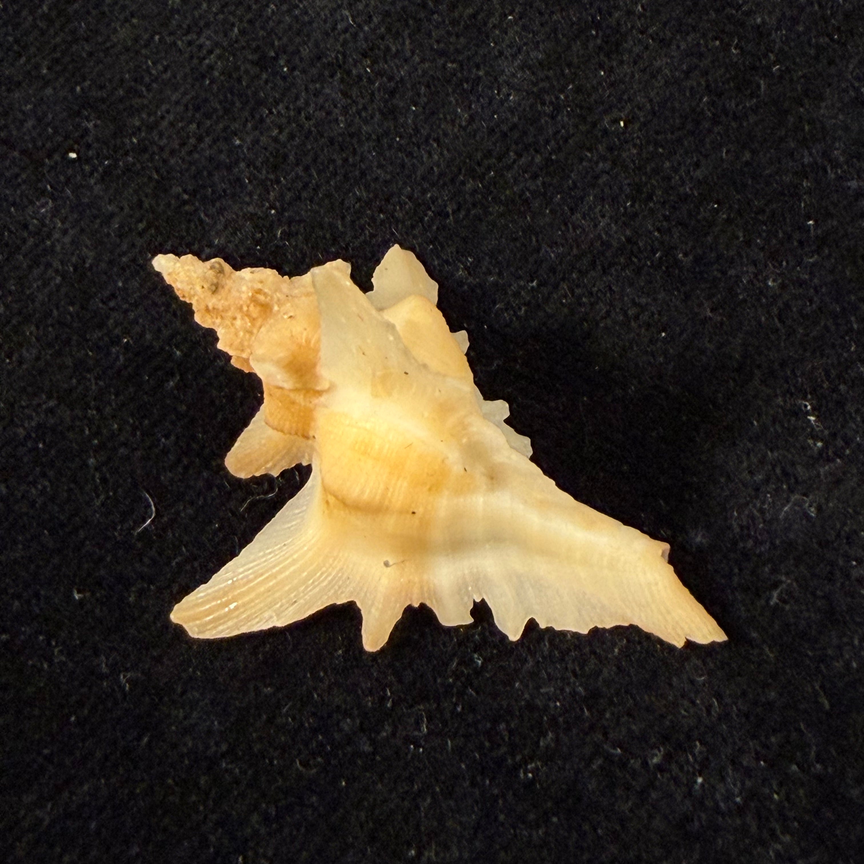 Pteropurpura deroyana S. S. Berry, 1968 - 37,4mm
