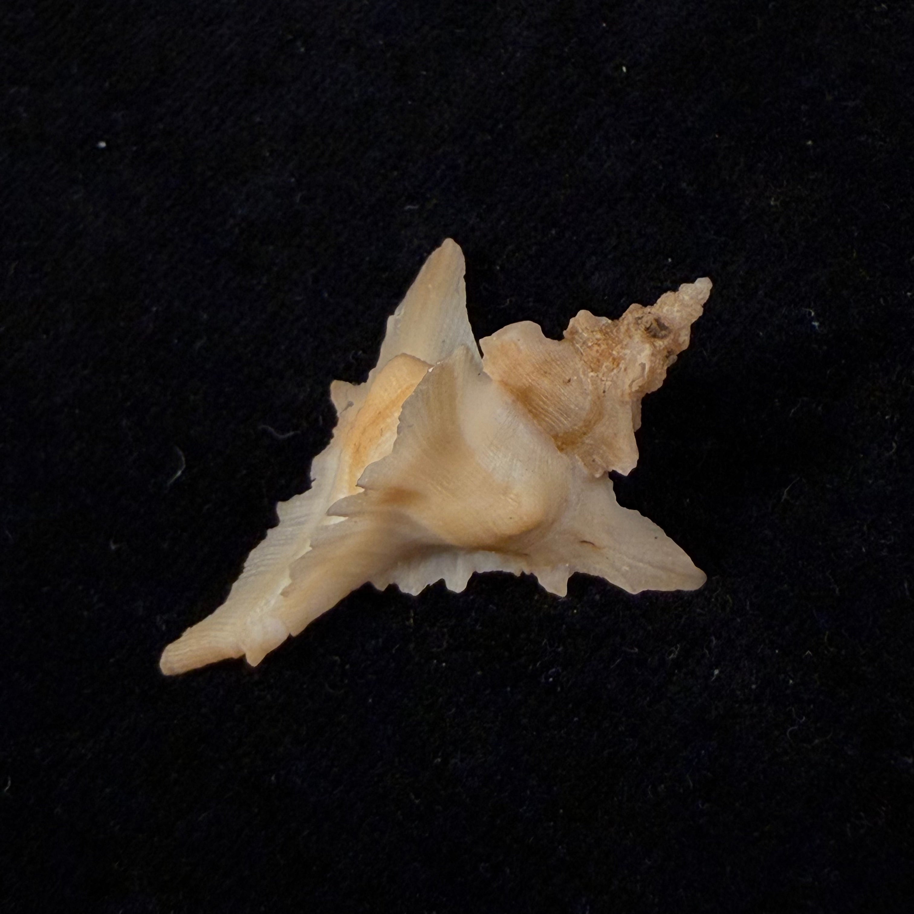 Pteropurpura deroyana S. S. Berry, 1968 - 37,4mm