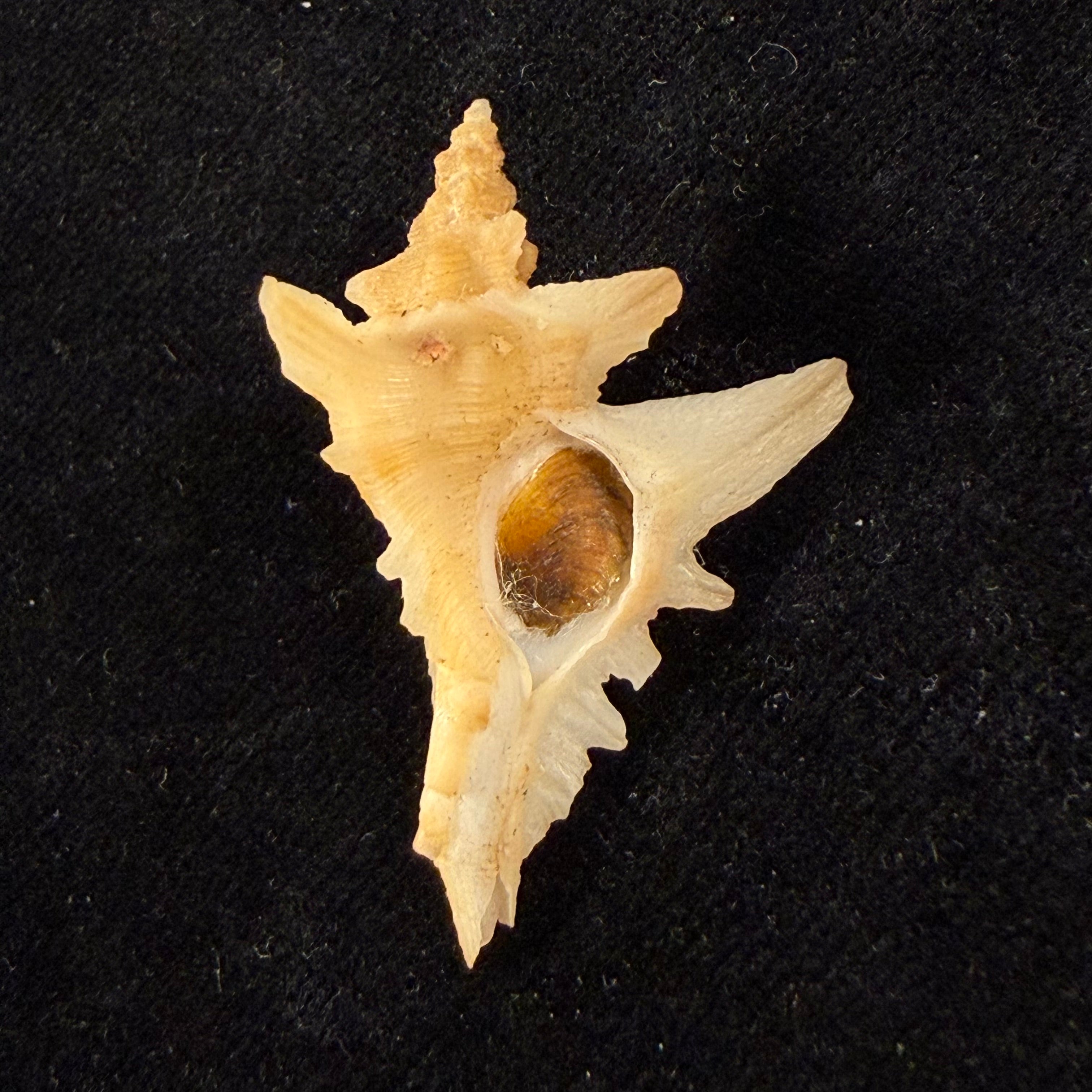 Pteropurpura deroyana S. S. Berry, 1968 - 37,4mm