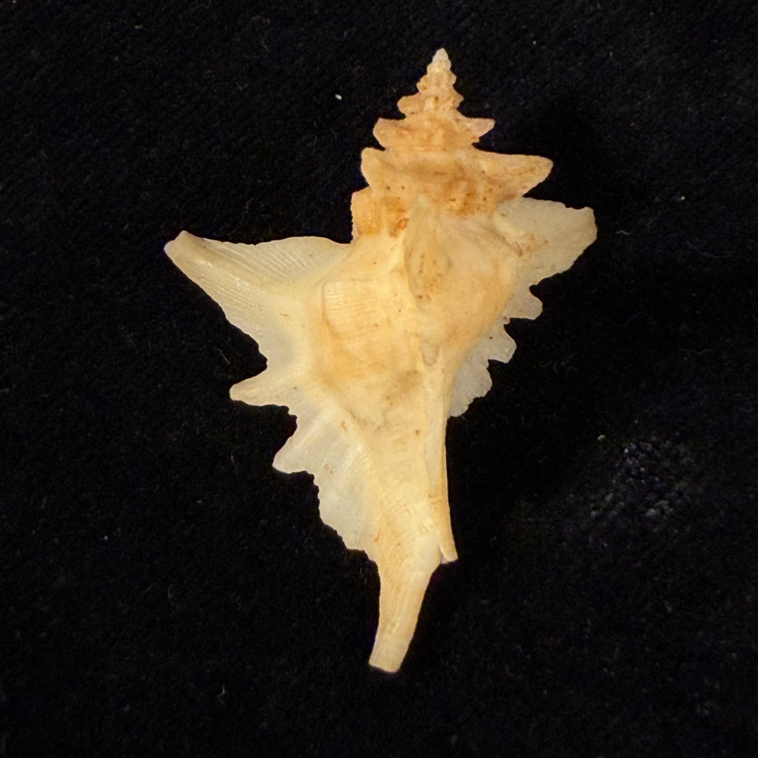 Pteropurpura deroyana S. S. Berry, 1968 - 40,7mm