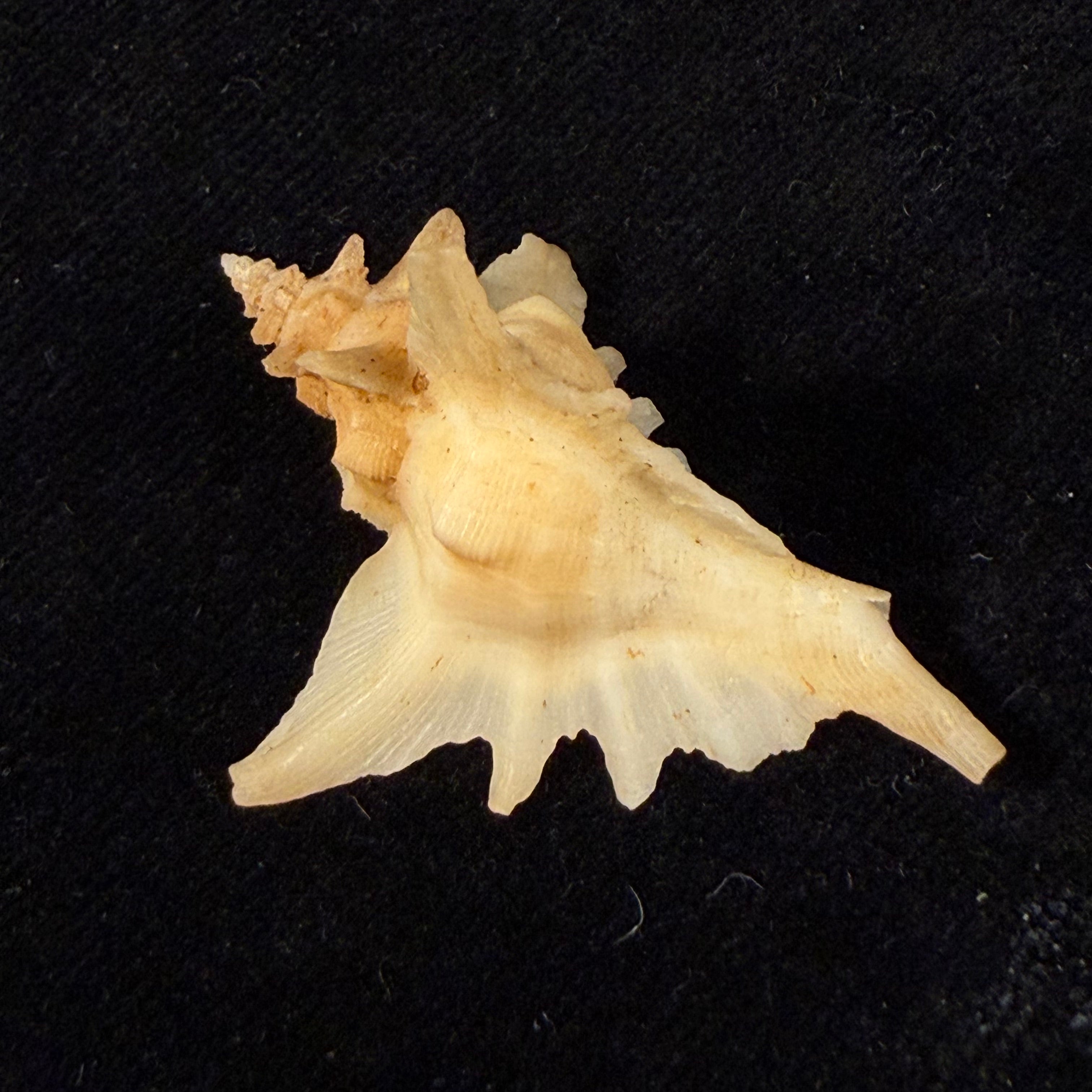 Pteropurpura deroyana S. S. Berry, 1968 - 40,7mm