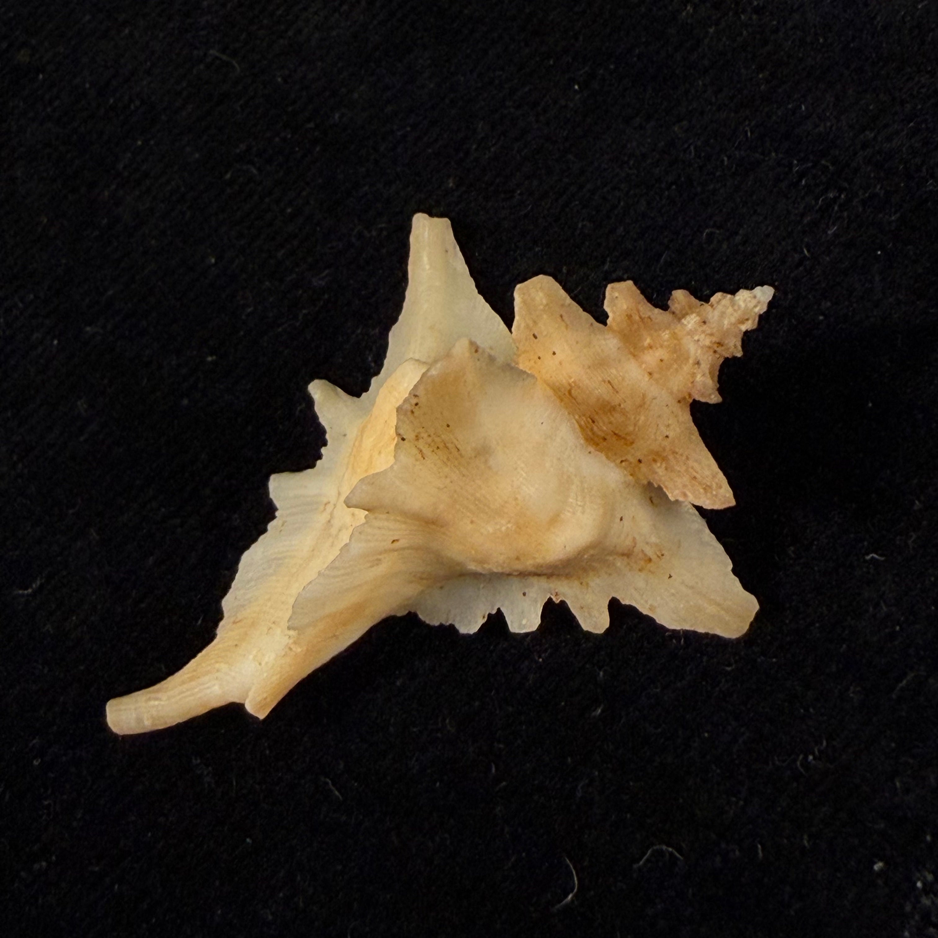 Pteropurpura deroyana S. S. Berry, 1968 - 40,7mm
