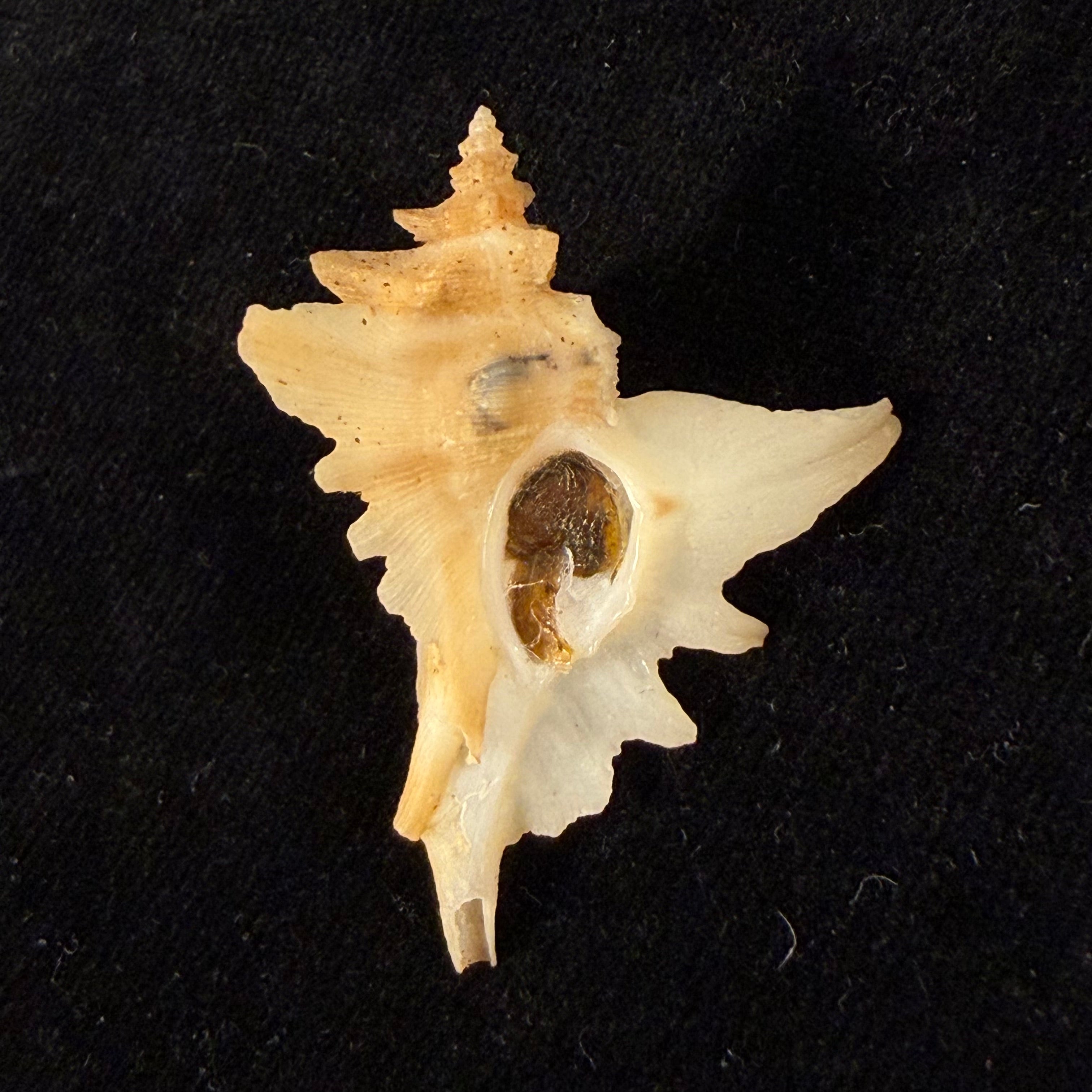 Pteropurpura deroyana S. S. Berry, 1968 - 40,7mm