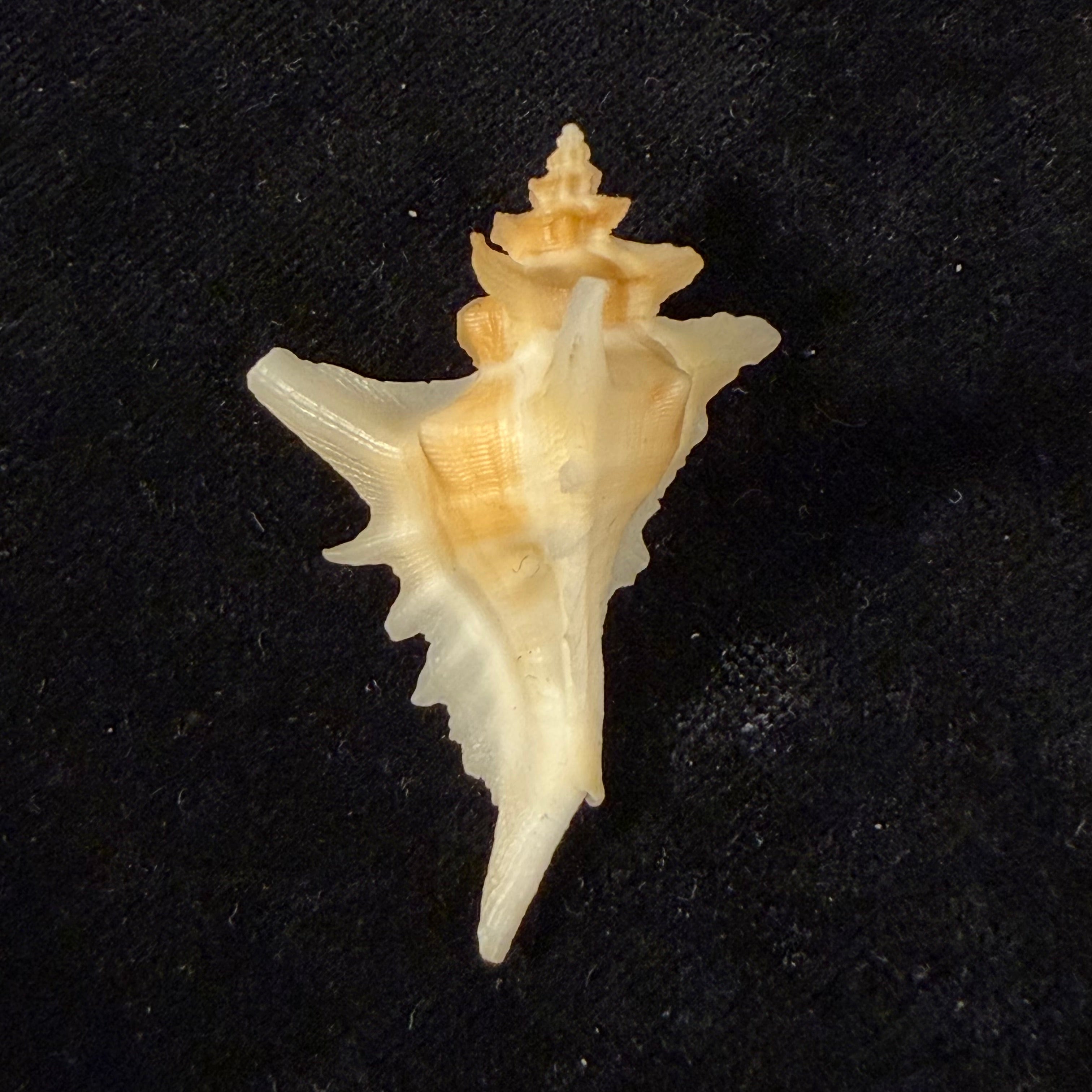 Pteropurpura deroyana S. S. Berry, 1968 - 45,9mm
